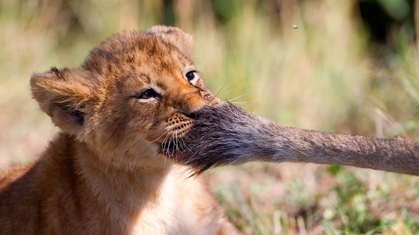 壁紙 1366x768 ライオン 若い動物 尾 おもしろい 動物 ダウンロード 写真