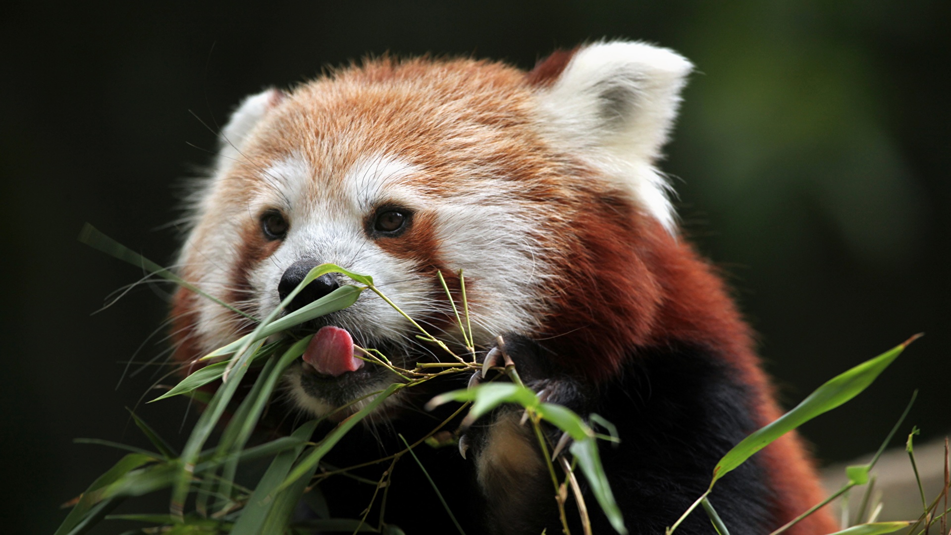 壁紙 1920x1080 レッサーパンダ クマ 舌 動物 ダウンロード 写真