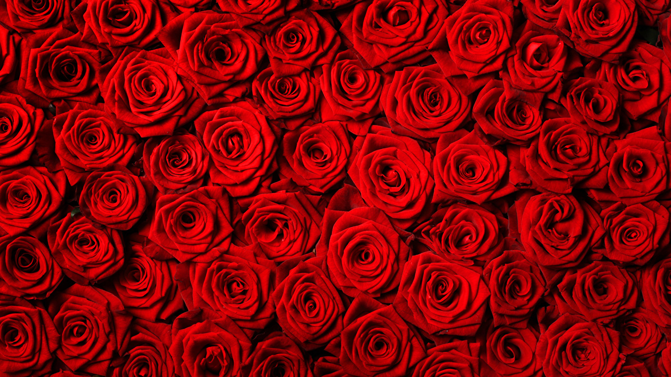 壁紙 1366x768 テクスチャー バラ たくさん 赤 花 ダウンロード 写真