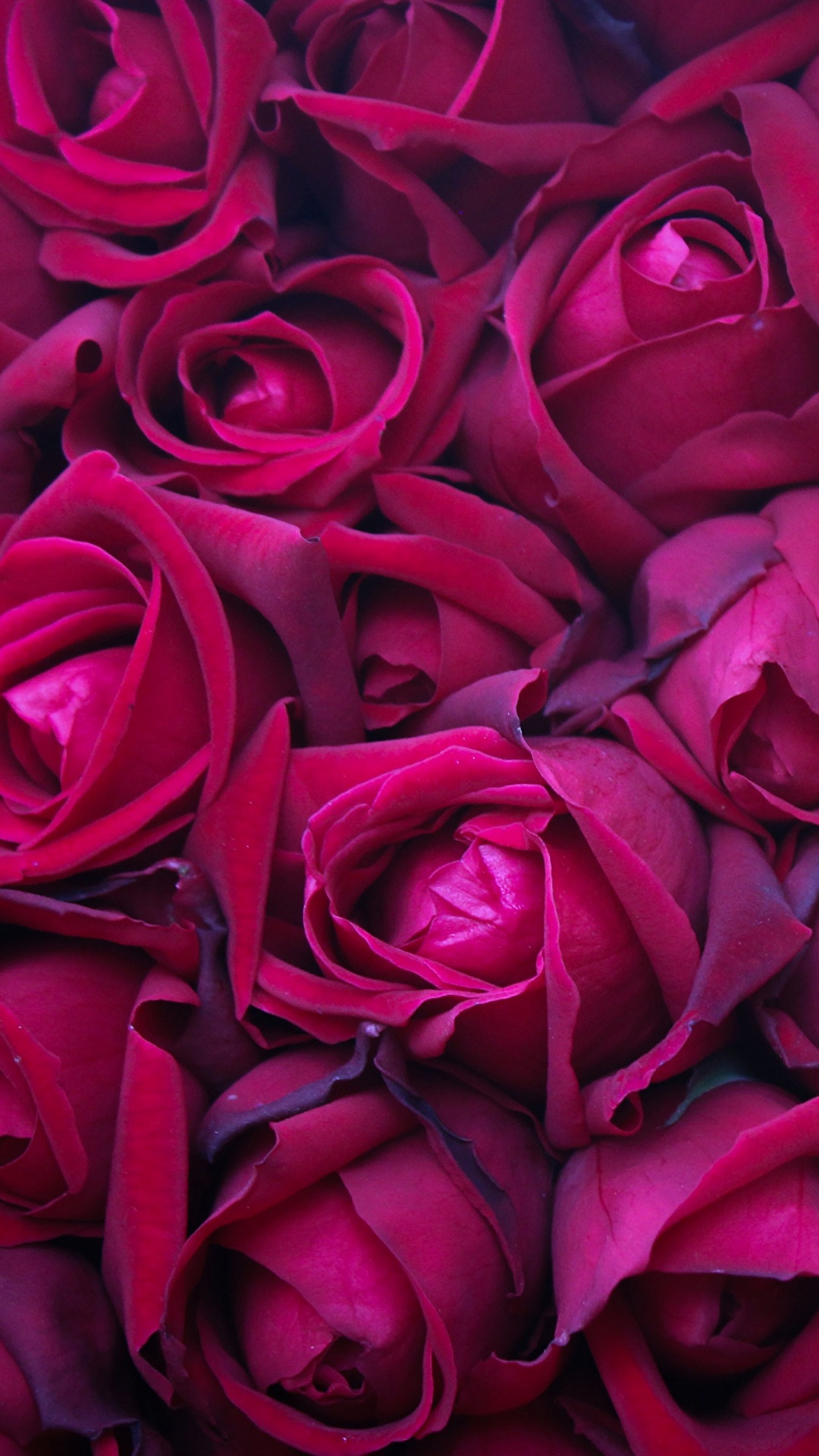 Bilder von Textur Rose Bordeauxrot Blumen 1080x1920