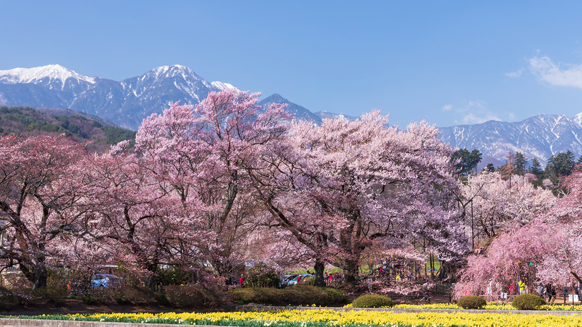 壁紙 19x1080 日本 公園 春 花の咲く木 Hokuto Yamanashi Prefecture 自然 ダウンロード 写真