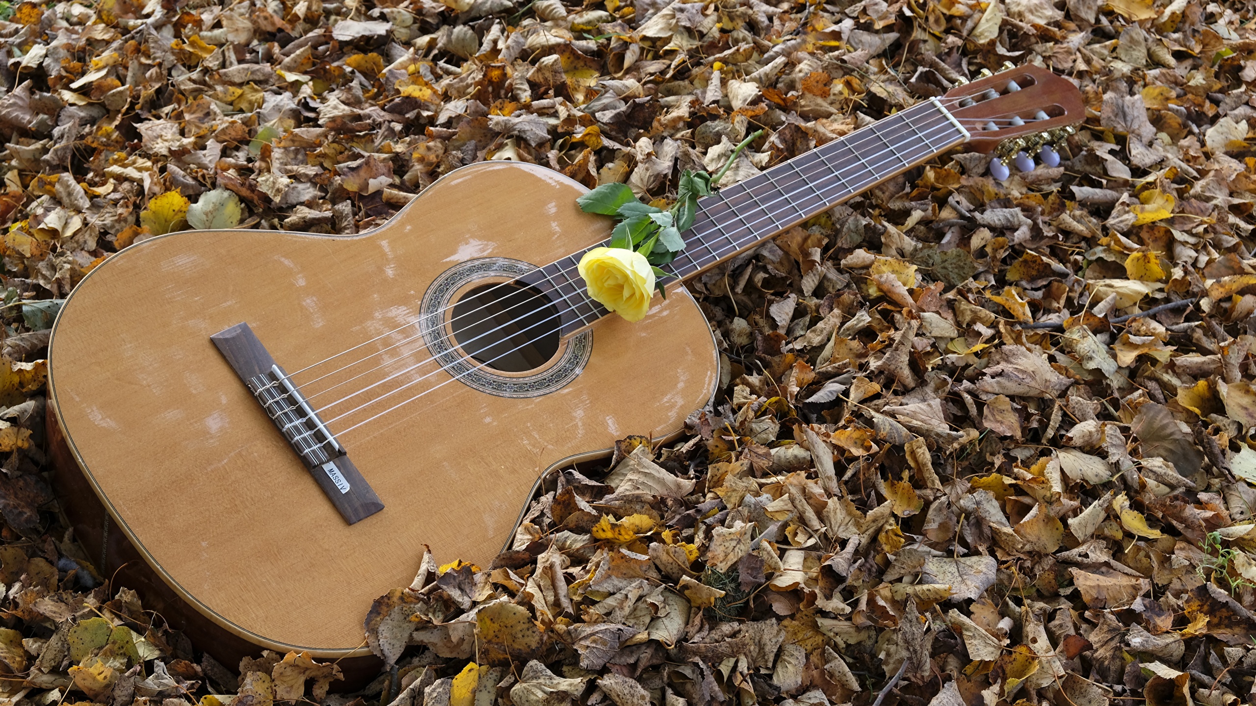 壁紙 2560x1440 秋 バラ ギター 木の葉 ダウンロード 写真
