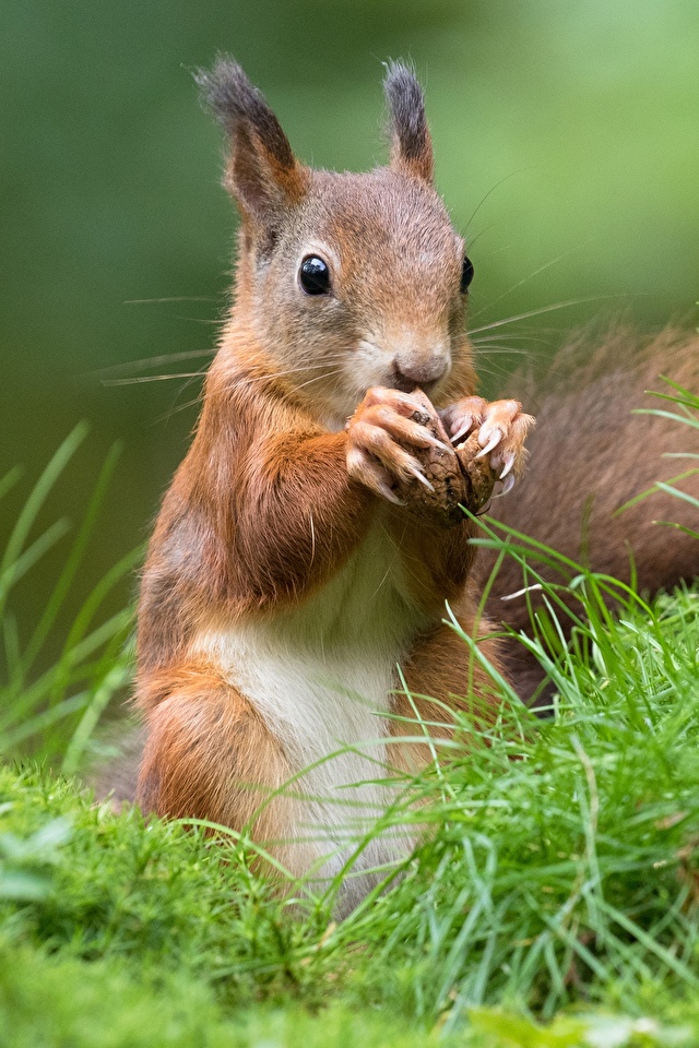 Photo Squirrels Animals 640x960