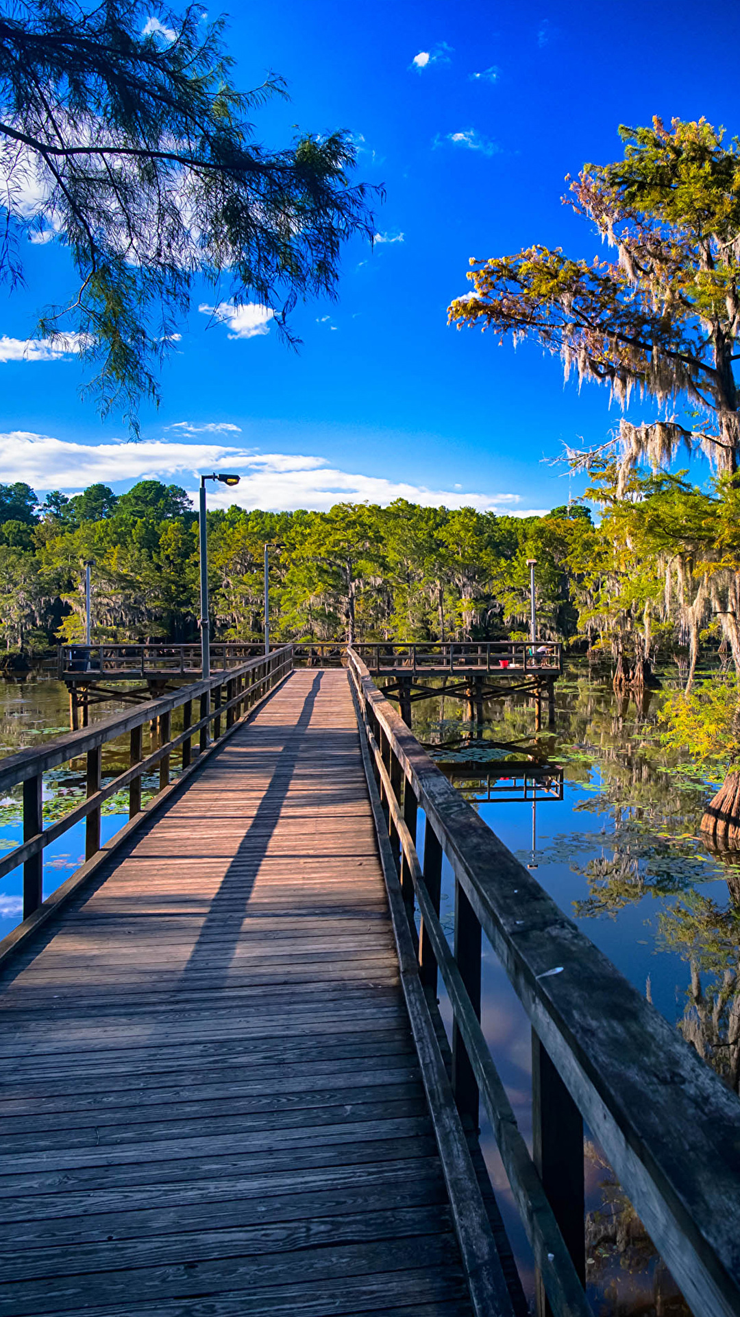 Картинки Техас США Caddo Lake Мосты Природа Озеро Забор 1080x1920