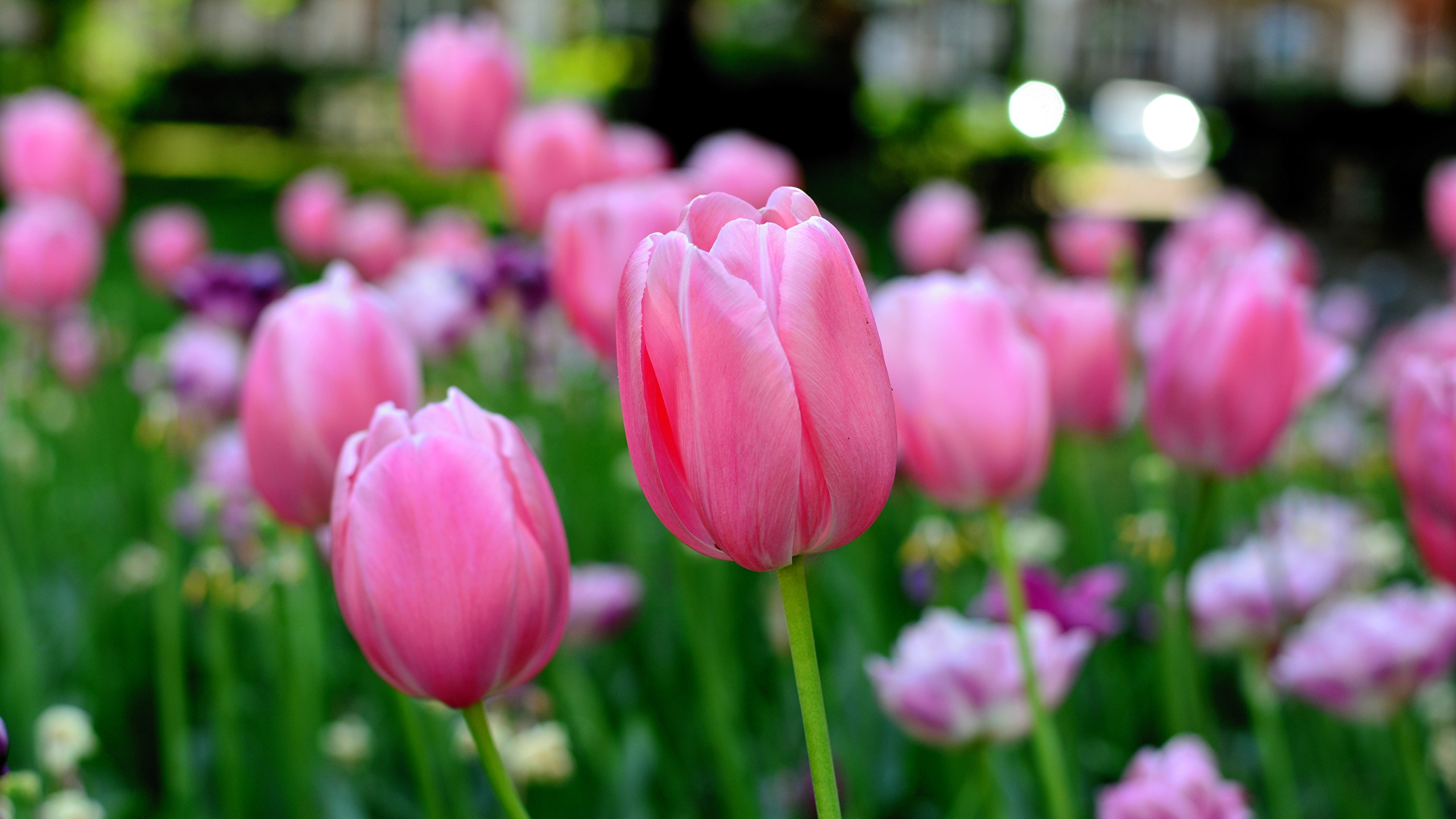 Images blurred background Tulips Pink color flower 2560x1440