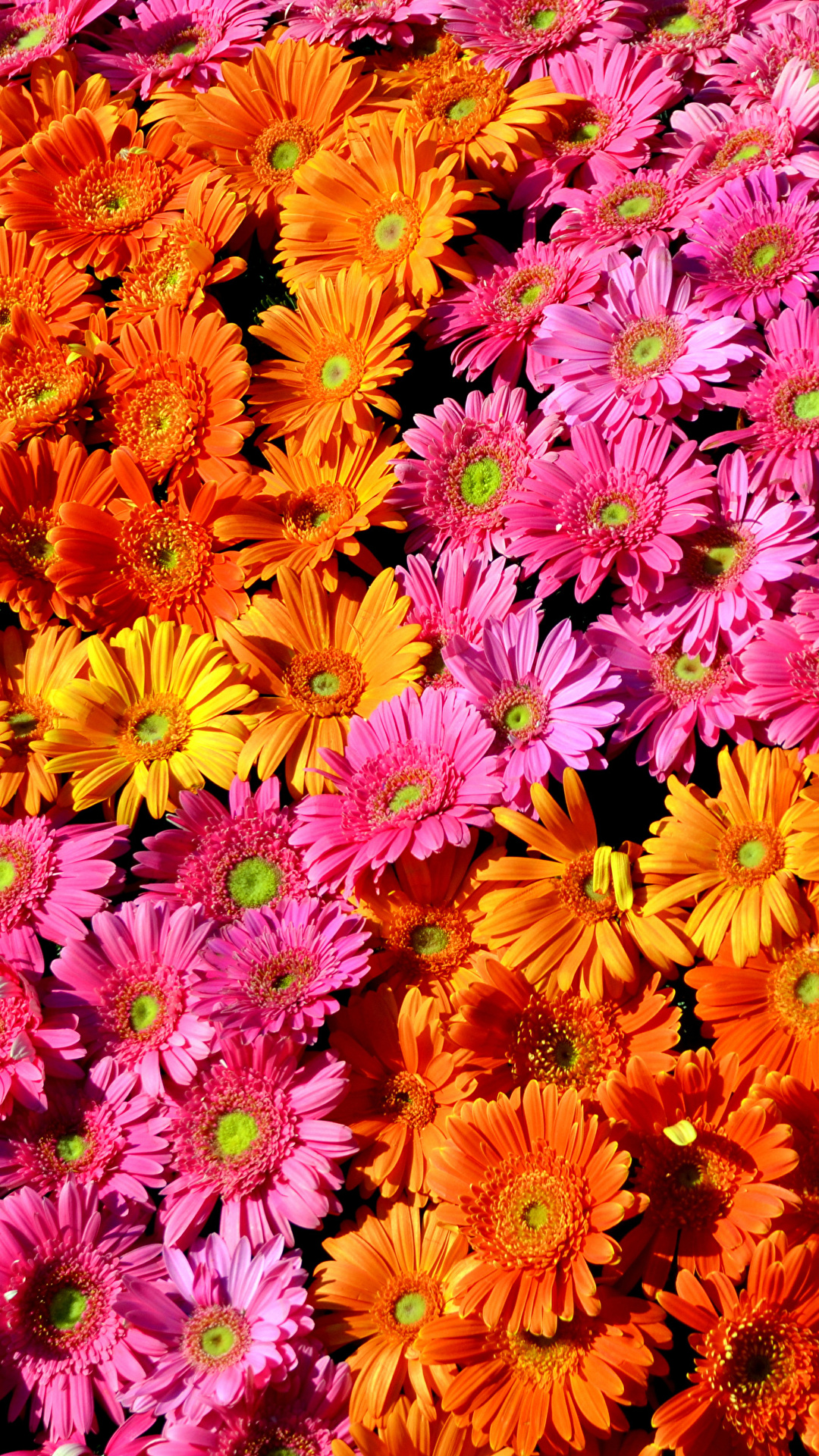 Fondos de Pantalla 1080x1920 Gerbera Muchas Textura Multicolor Flores  descargar imagenes