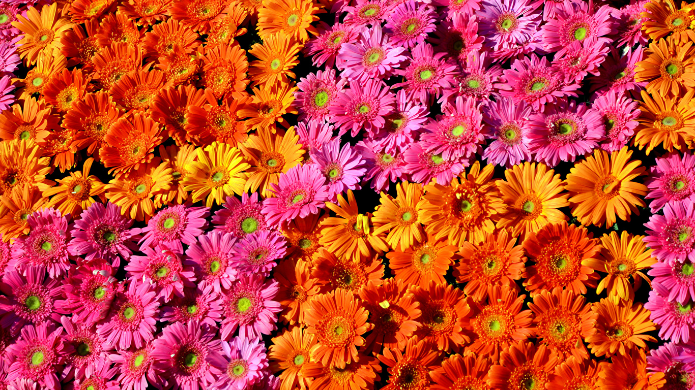 Images Texture Multicolor gerbera Flowers Many 1366x768