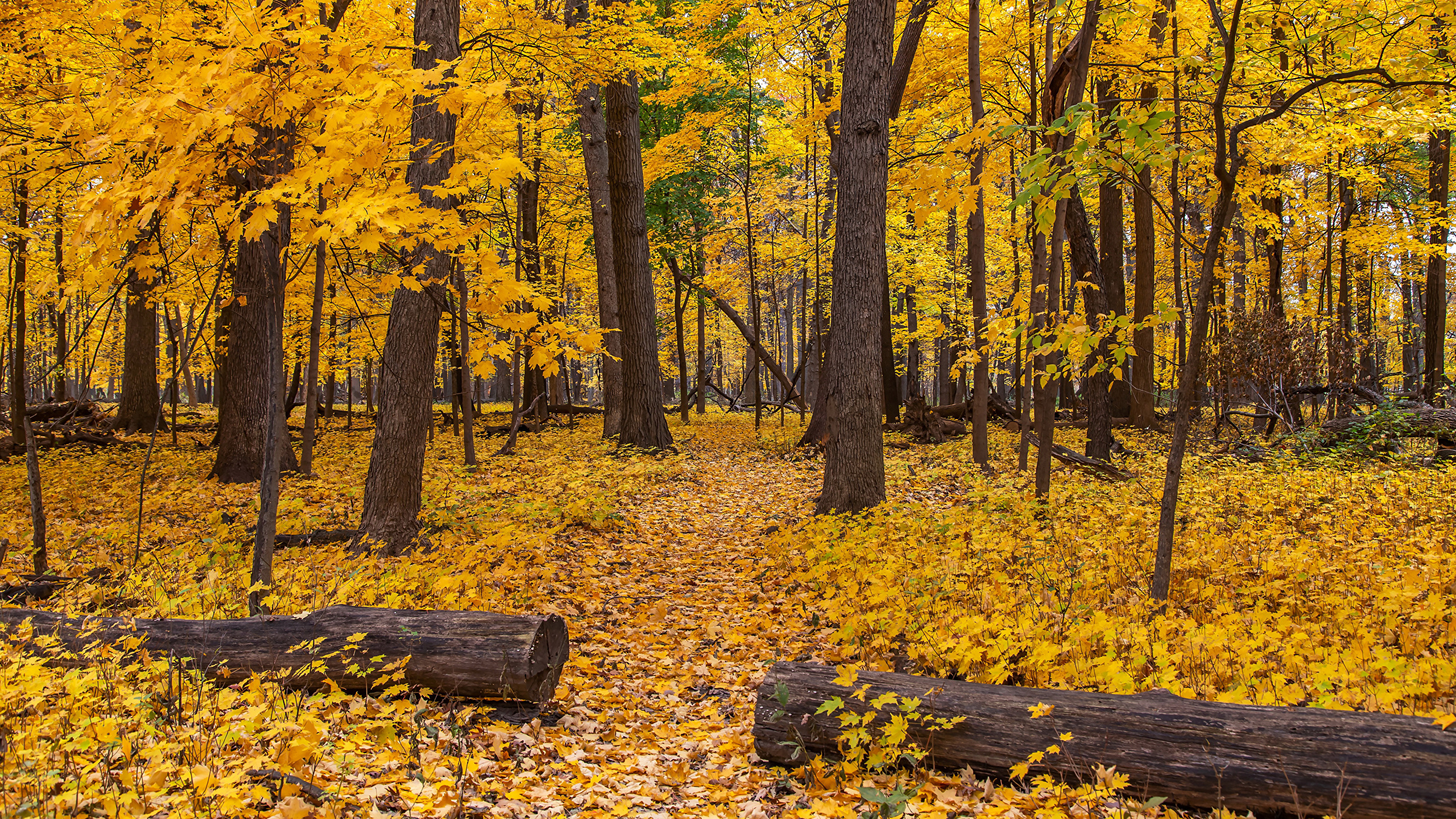 壁紙 2560x1440 アメリカ合衆国 秋 公園 シカゴ 木 木の葉 丸太 自然 ダウンロード 写真