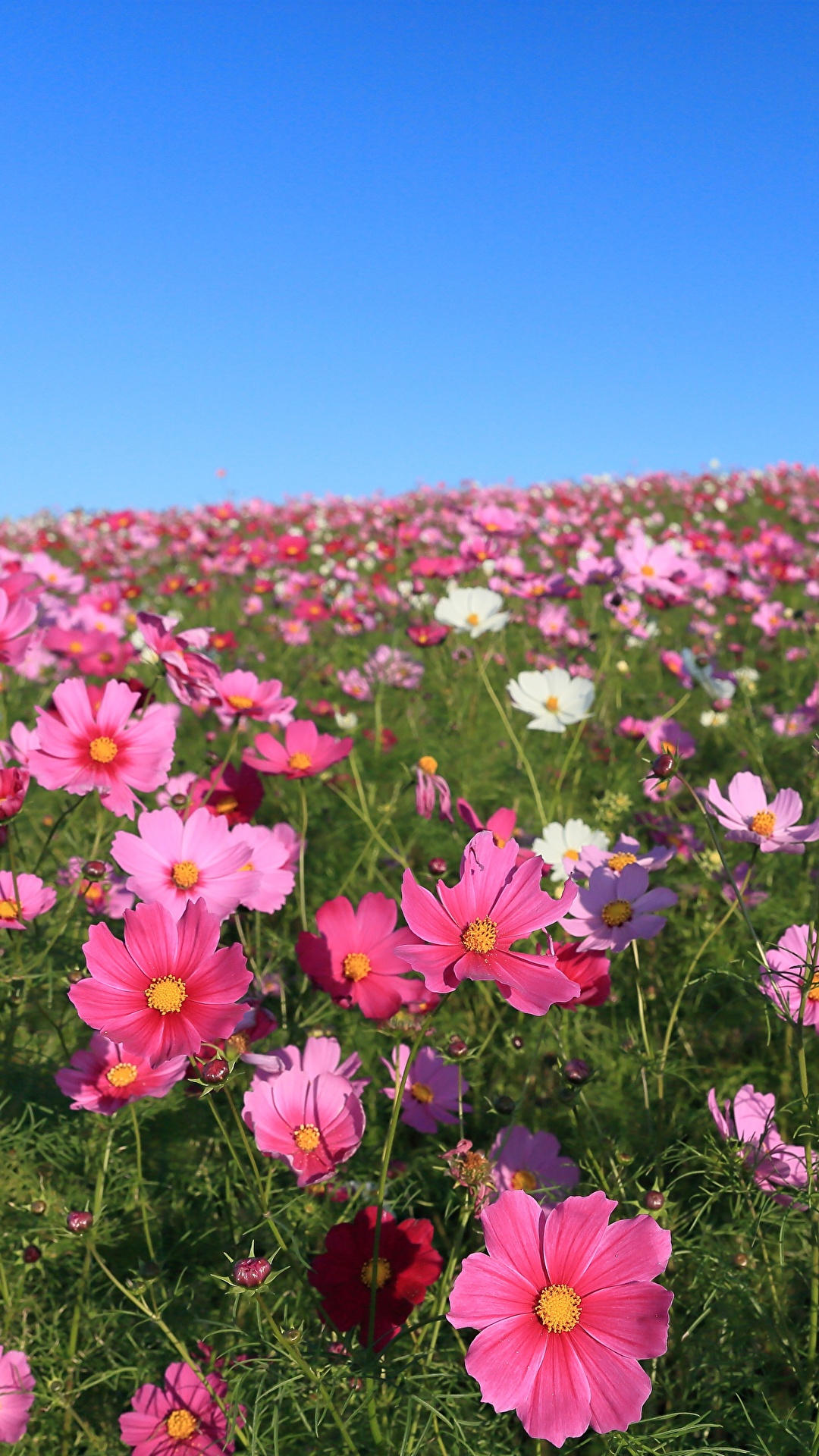 壁紙 1080x19 コスモス 草原 たくさん 花 ダウンロード 写真