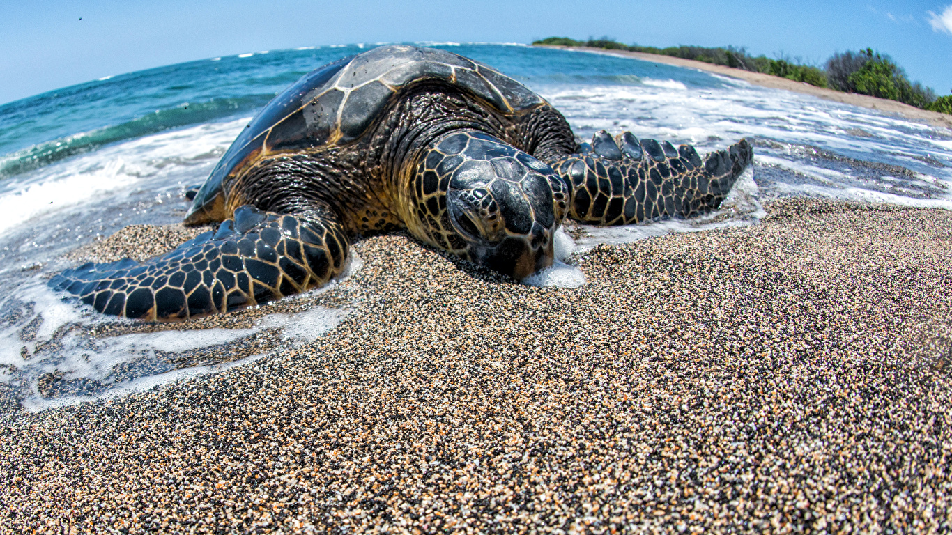 Photos Turtles Coast Animals 1366x768