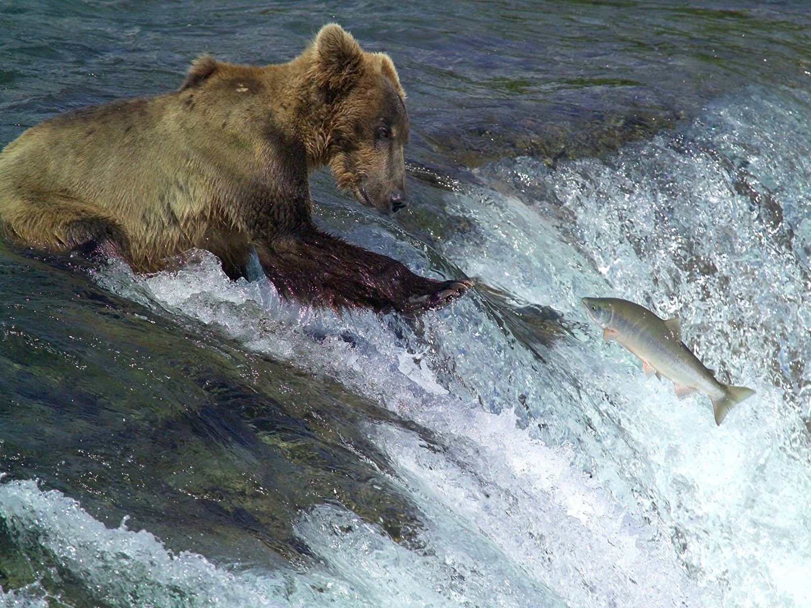 Pictures Grizzly Fish Bears hunt Fishing Waterfalls Water 1600x1200