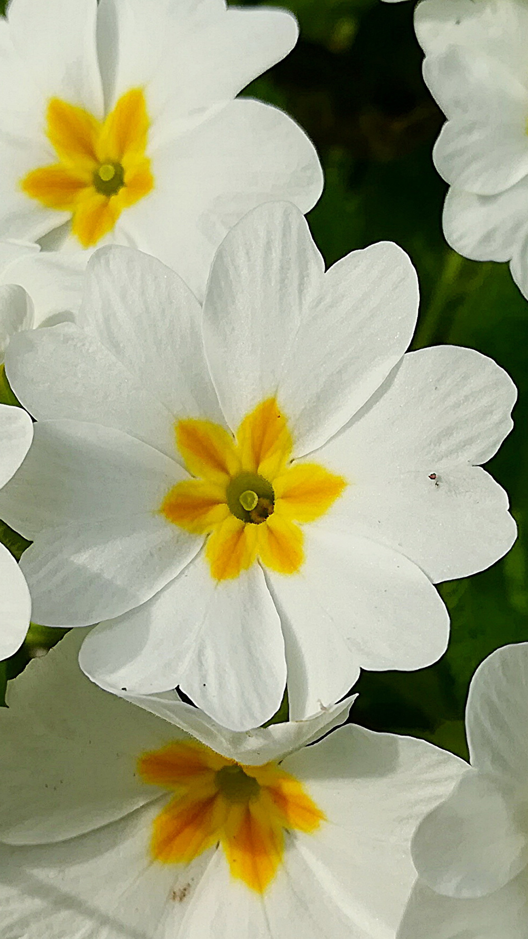 Picture White Flower Primula Closeup 1080x1920