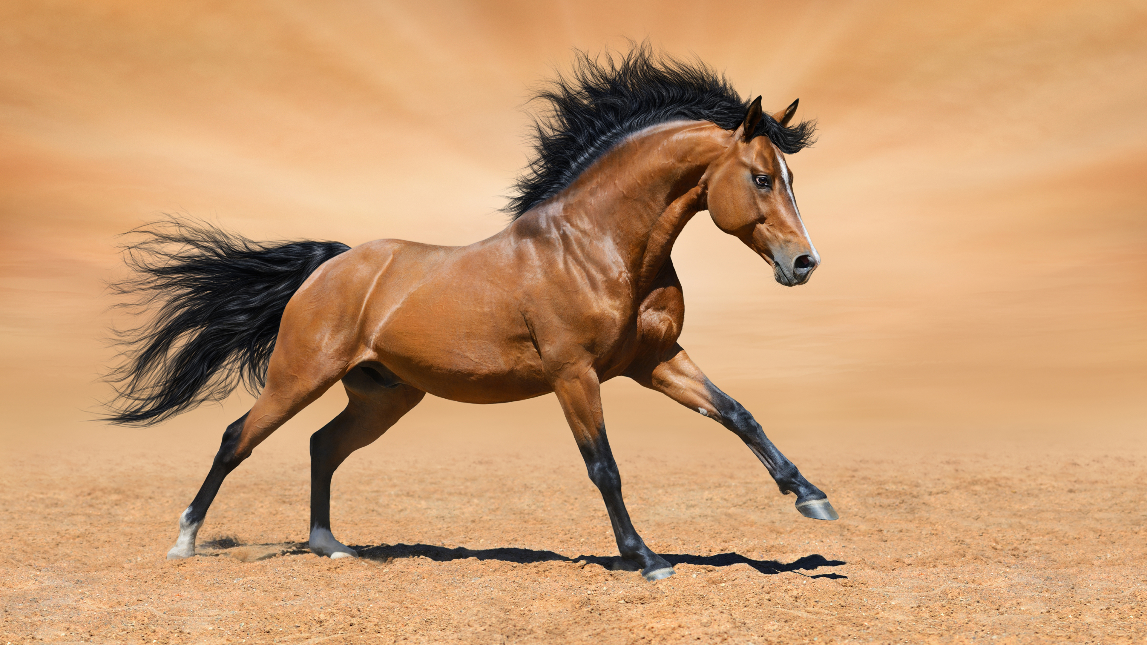 Um cavalo marrom está correndo com a palavra cavalo na frente