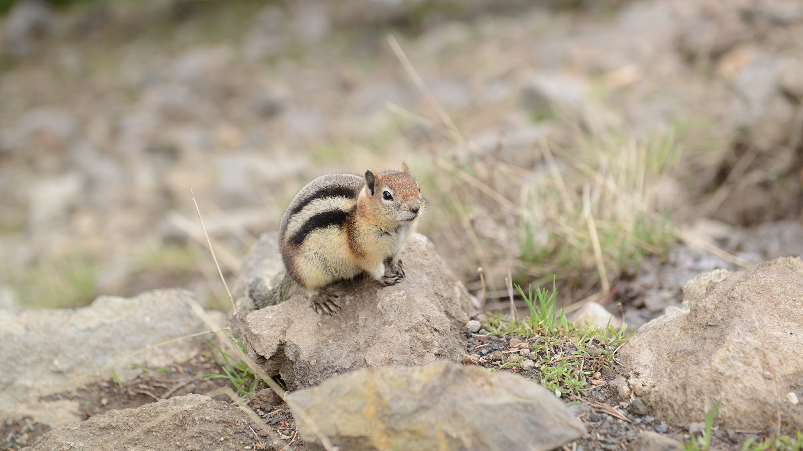 壁紙 2560x1440 石 シマリス ネズミ目 動物 ダウンロード 写真