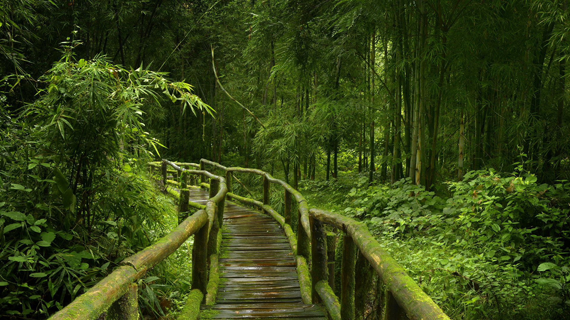 壁紙 19x1080 熱帯 森林 橋 竹 Jungle コケ 木 木製 自然 ダウンロード 写真