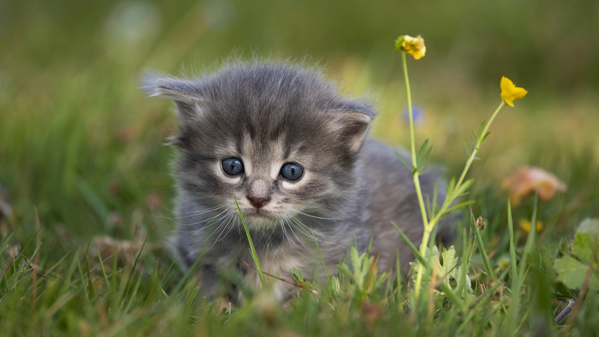 壁紙 19x1080 飼い猫 草 ボケ写真 凝視 子猫 動物 ダウンロード 写真