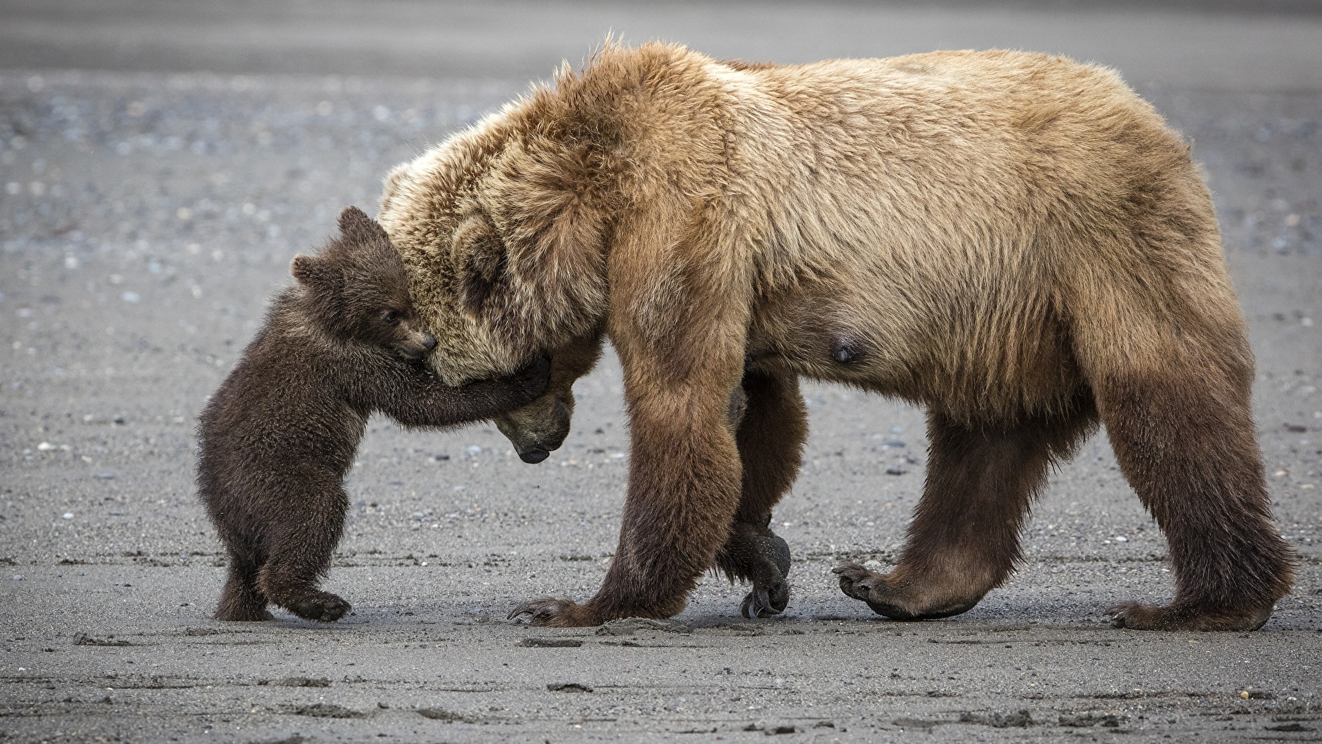 Fonds D Ecran 19x1080 Ours Ours Brun Petits Calin Mignon Animaux Telecharger Photo