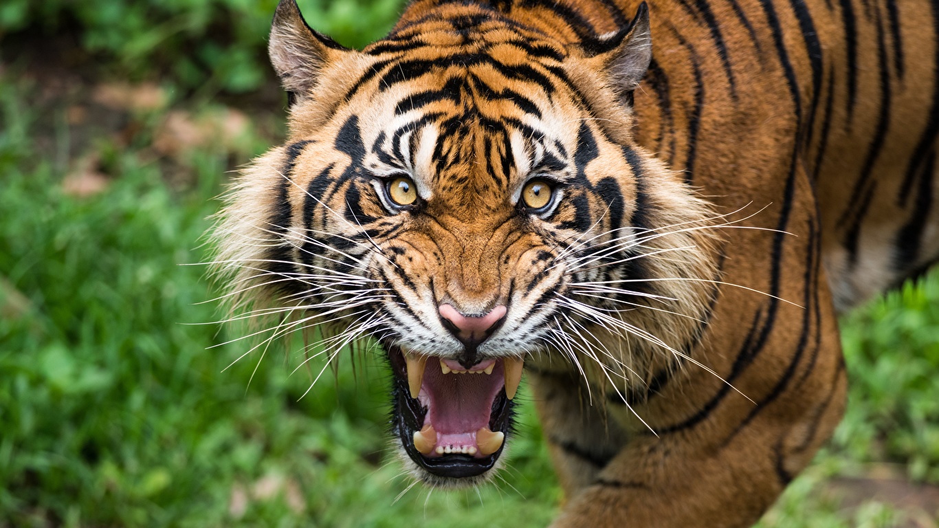 Picture Tigers Canine tooth fangs angry Whiskers Glance 1366x768