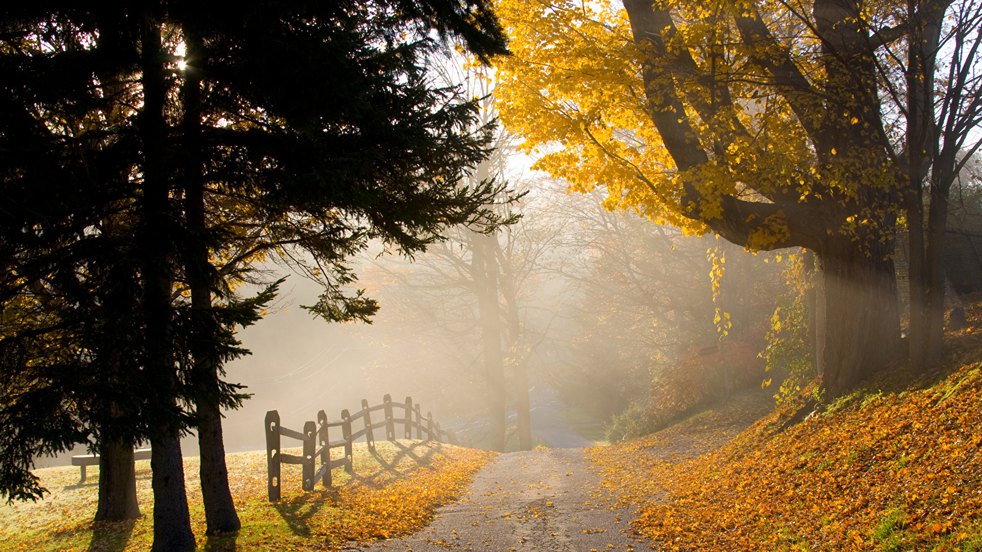 Foto Nebel Natur Herbst Zaun Wege Parks Baume 19x1080
