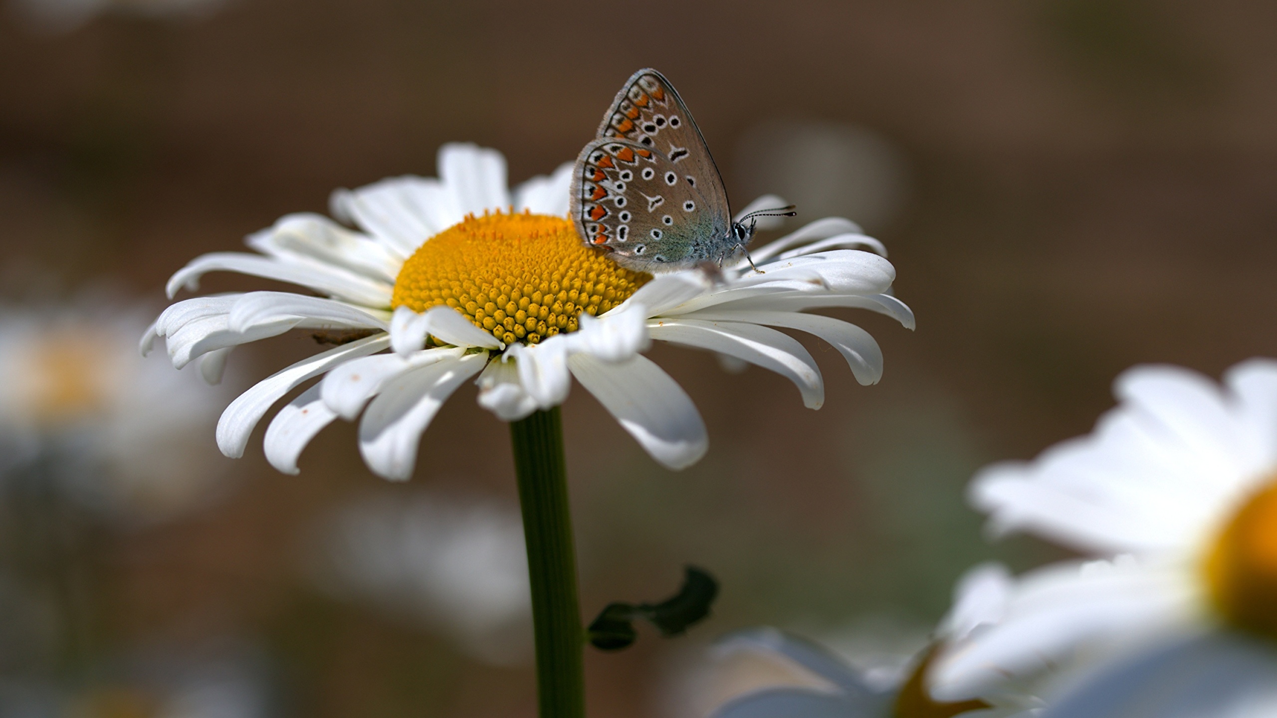 Fondos de Pantalla 2560x1440 De cerca Lepidoptera Matricaria Flores  descargar imagenes