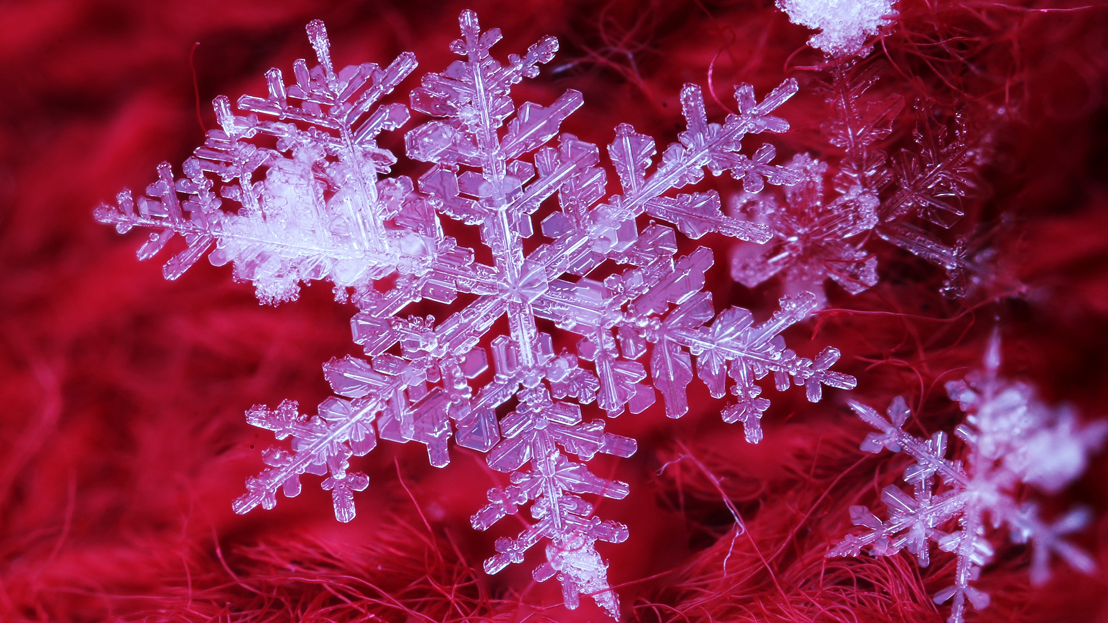 macro snowflake photography wallpaper