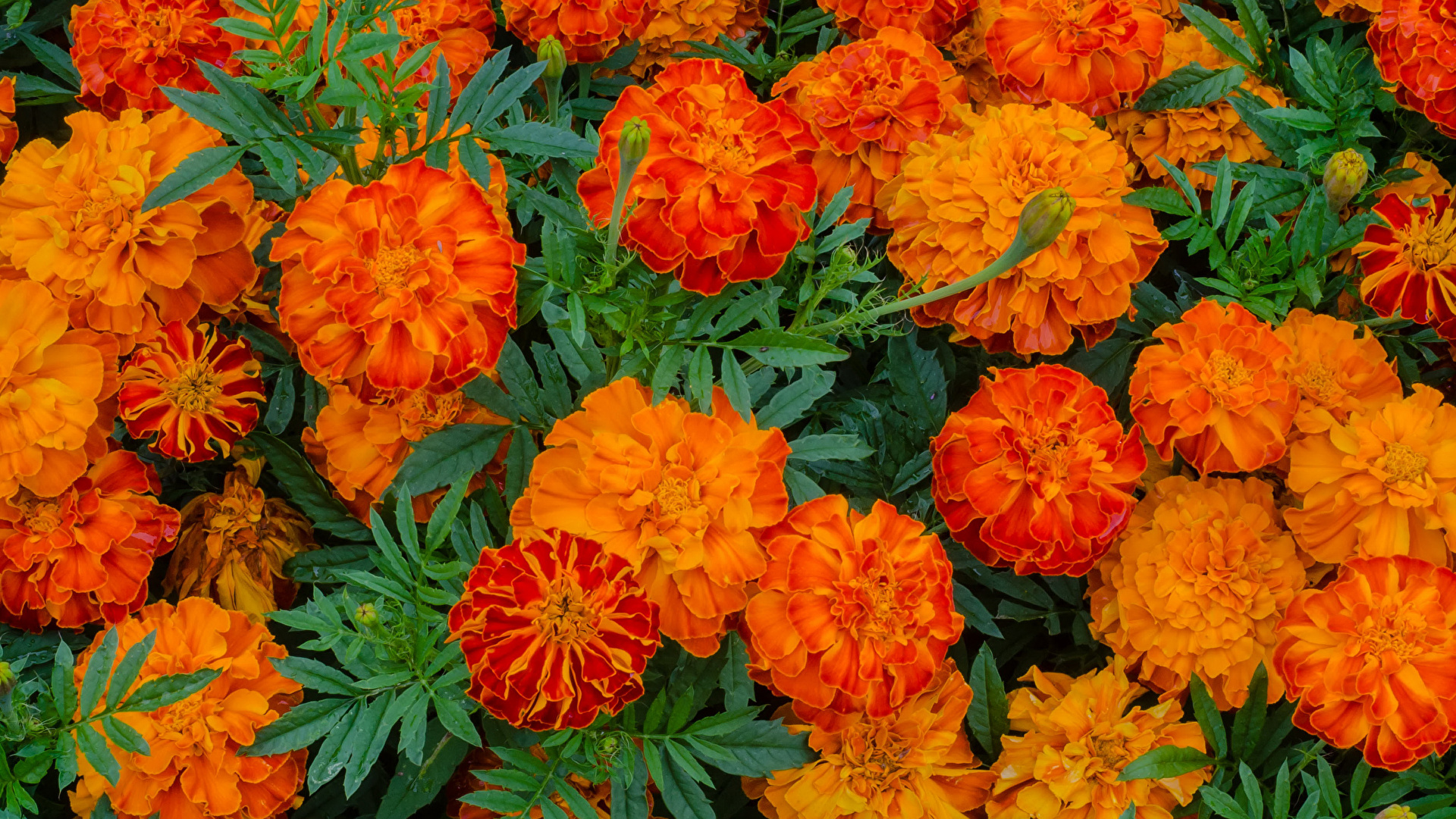 Wallpaper Orange Tagetes Flowers Closeup 1920x1080
