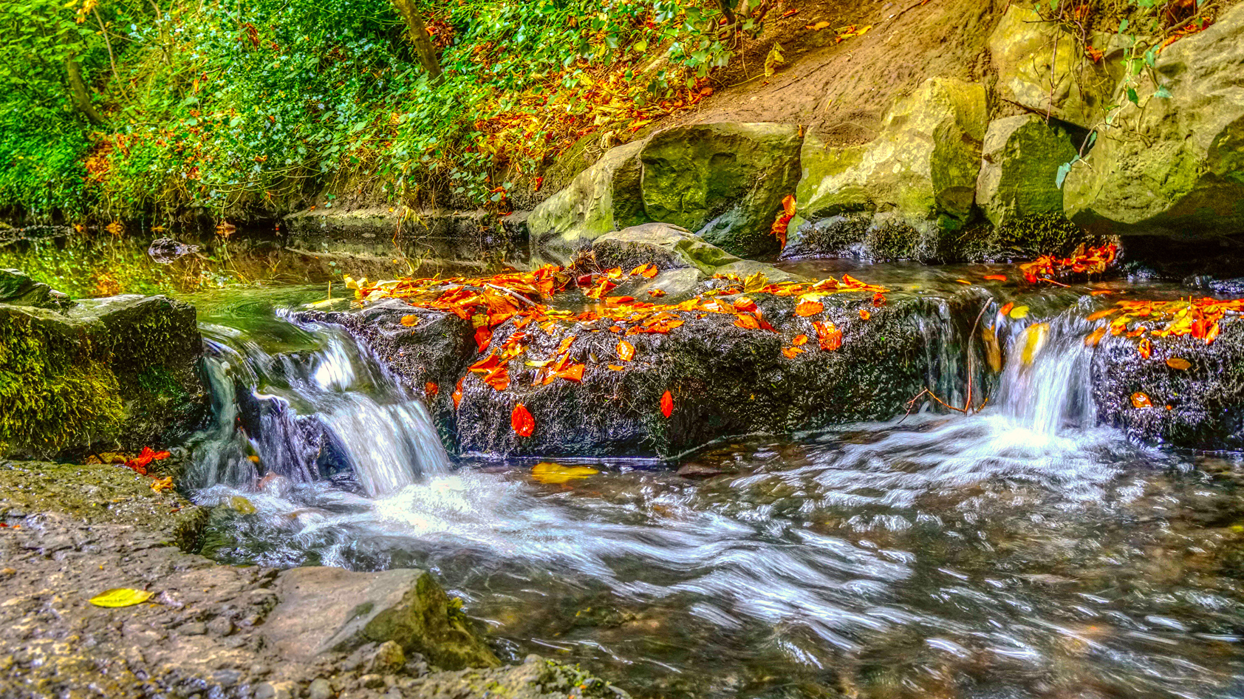 Photo Nature Dublin Ireland Creek Autumn Foliage 2560x1440
