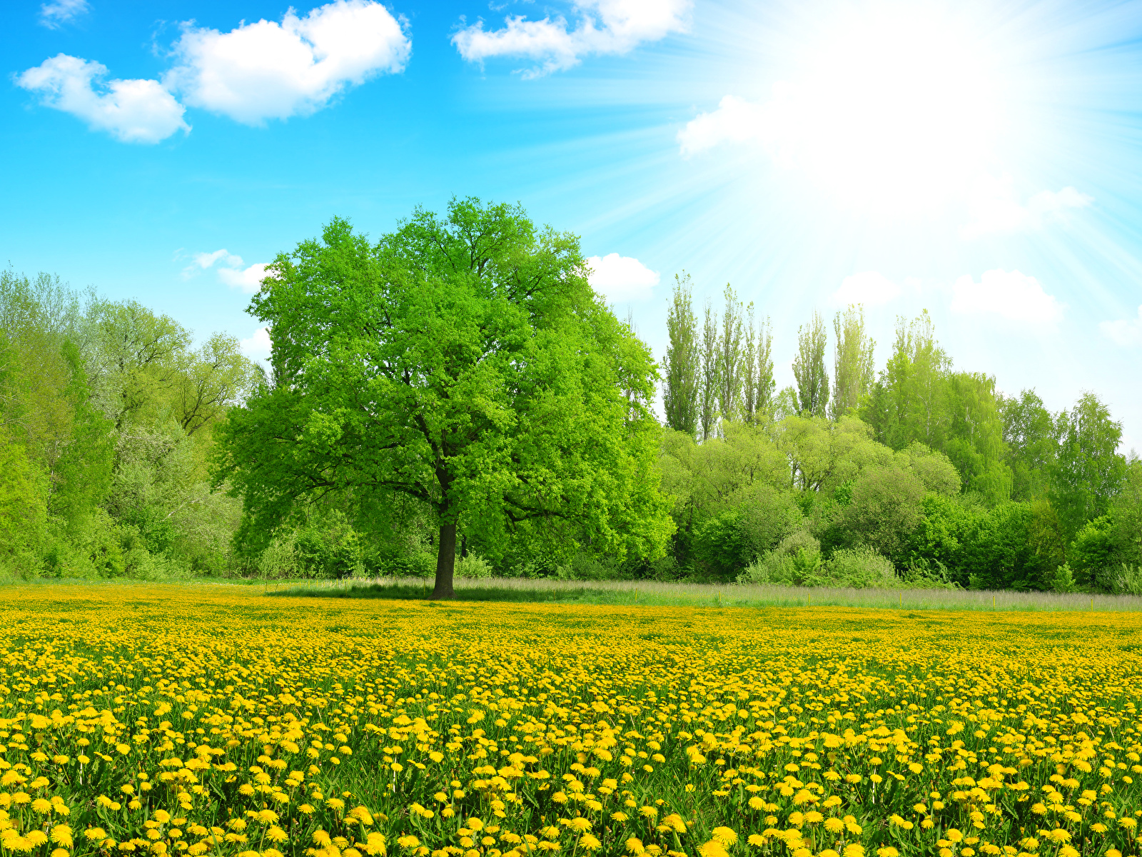 Immagine Raggi di luce Estate Natura Il Sole Cielo Campo agricolo Dente di leone Alberi 1600x1200