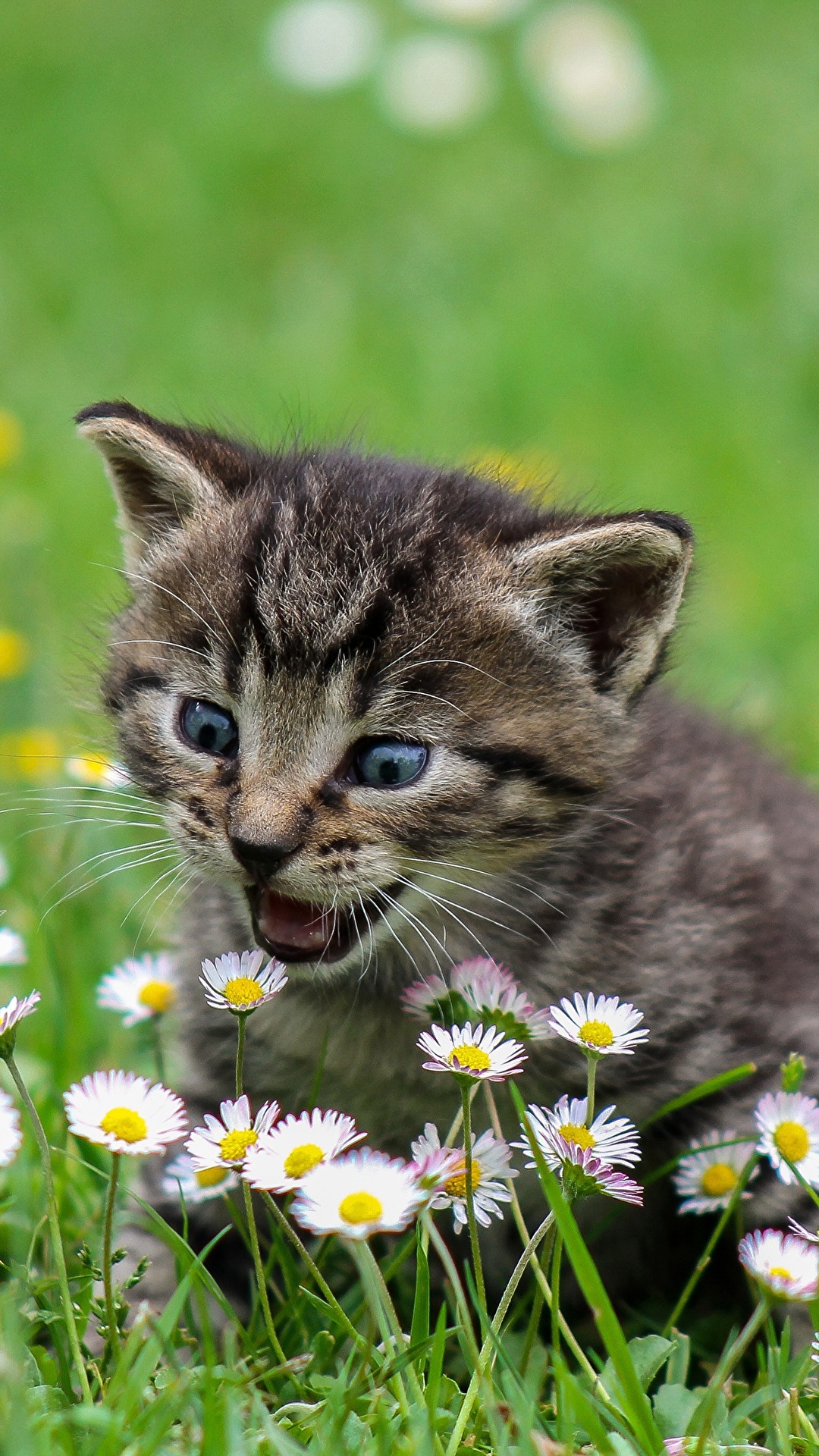 Fotos Katzenjunges Hauskatze Suss Gras Ein Tier 1080x19