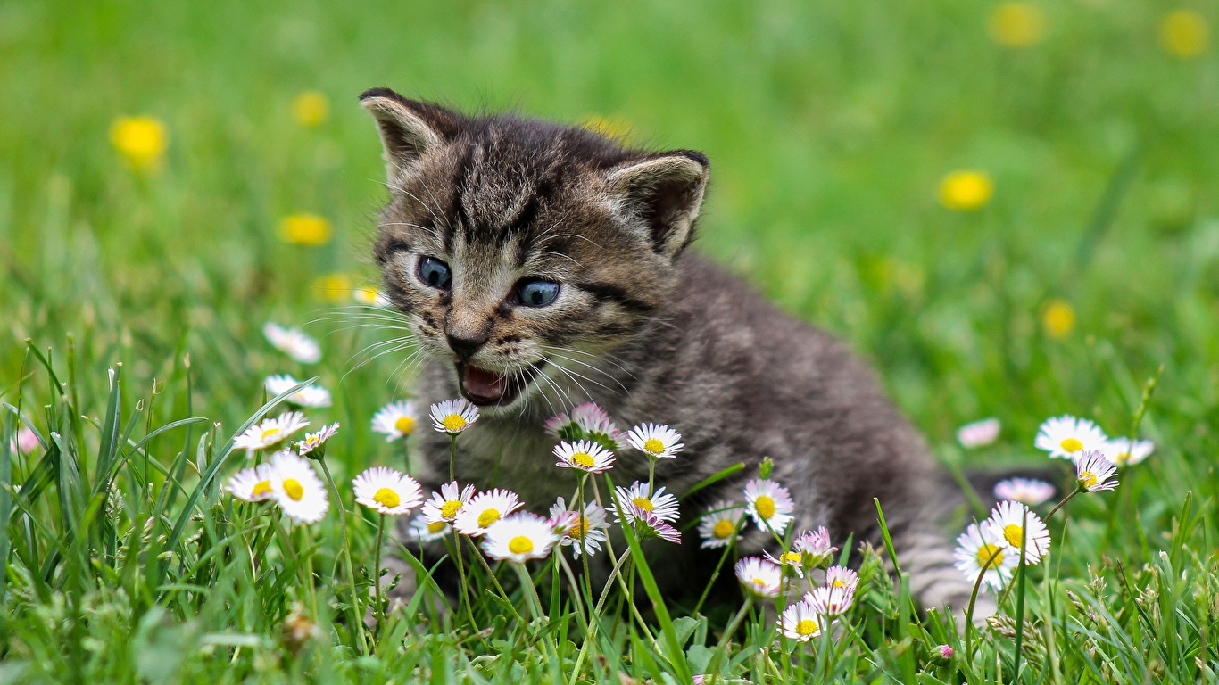 壁紙 1366x768 飼い猫 子猫 草 可愛い 動物 ダウンロード 写真