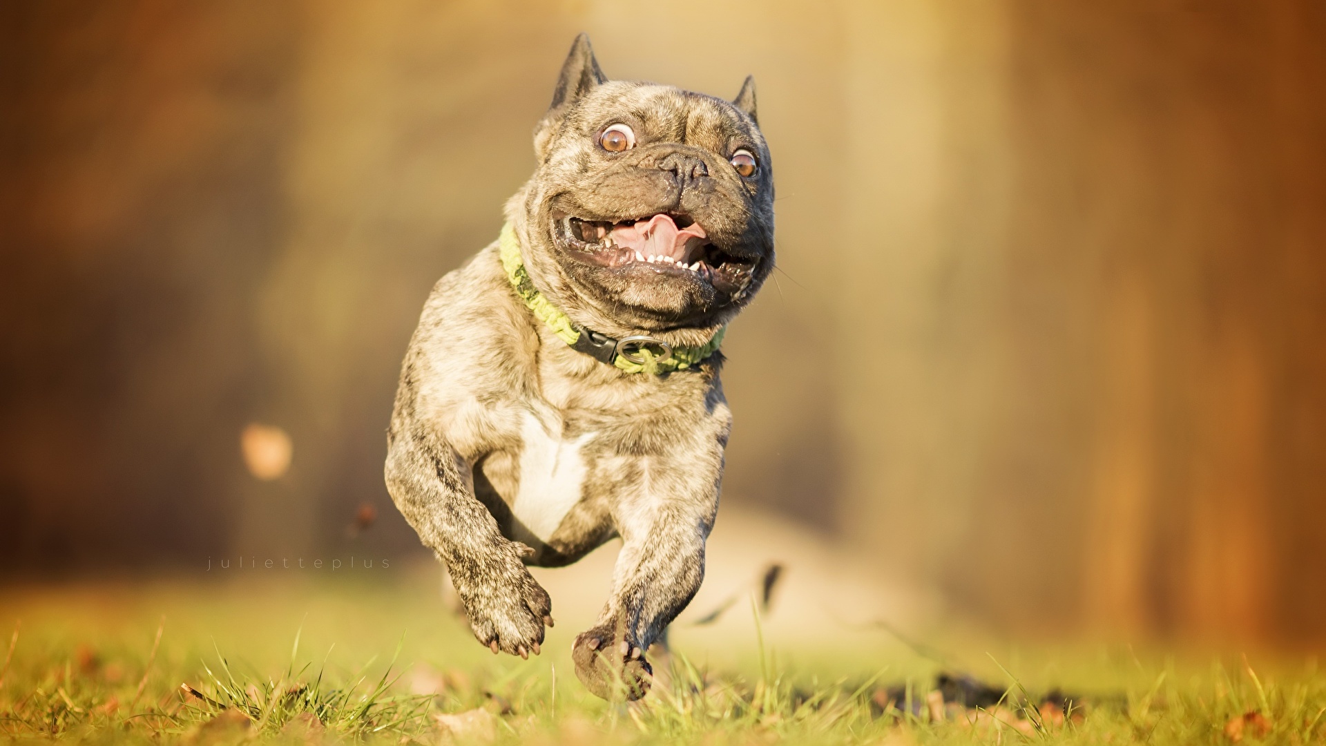 Desktop Wallpapers French Bulldog Dogs Run Funny Grass 1920x1080