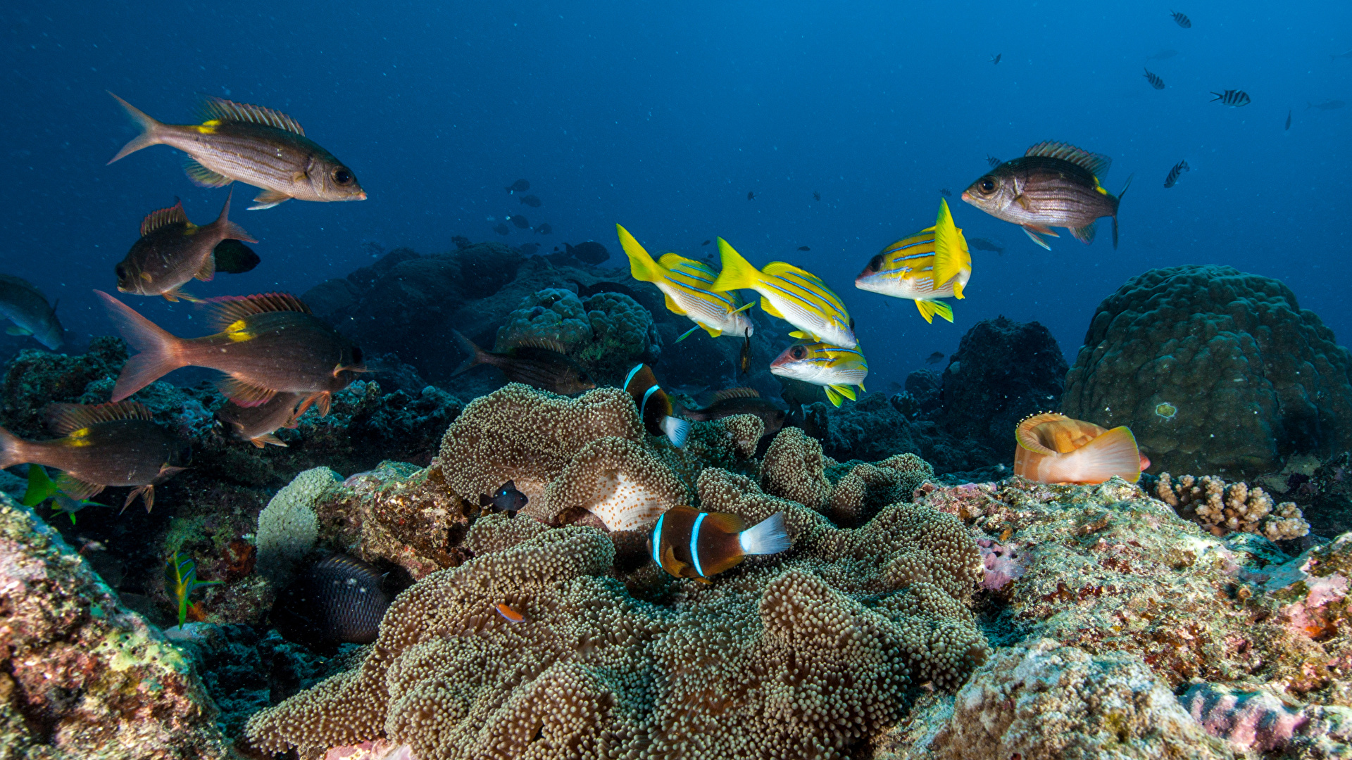 壁紙 19x1080 海底世界 珊瑚 鱼 動物 下载 照片