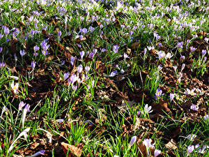 Bakgrunnsbilder Krokus