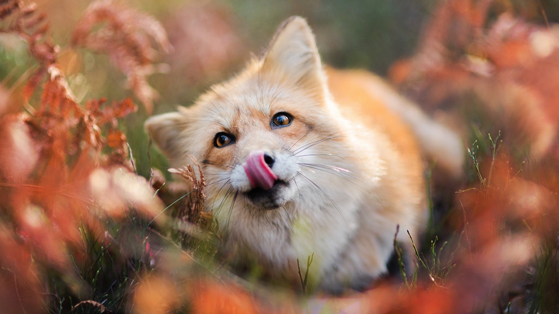 壁紙 19x1080 キツネ 舌 凝視 可愛い 動物 ダウンロード 写真