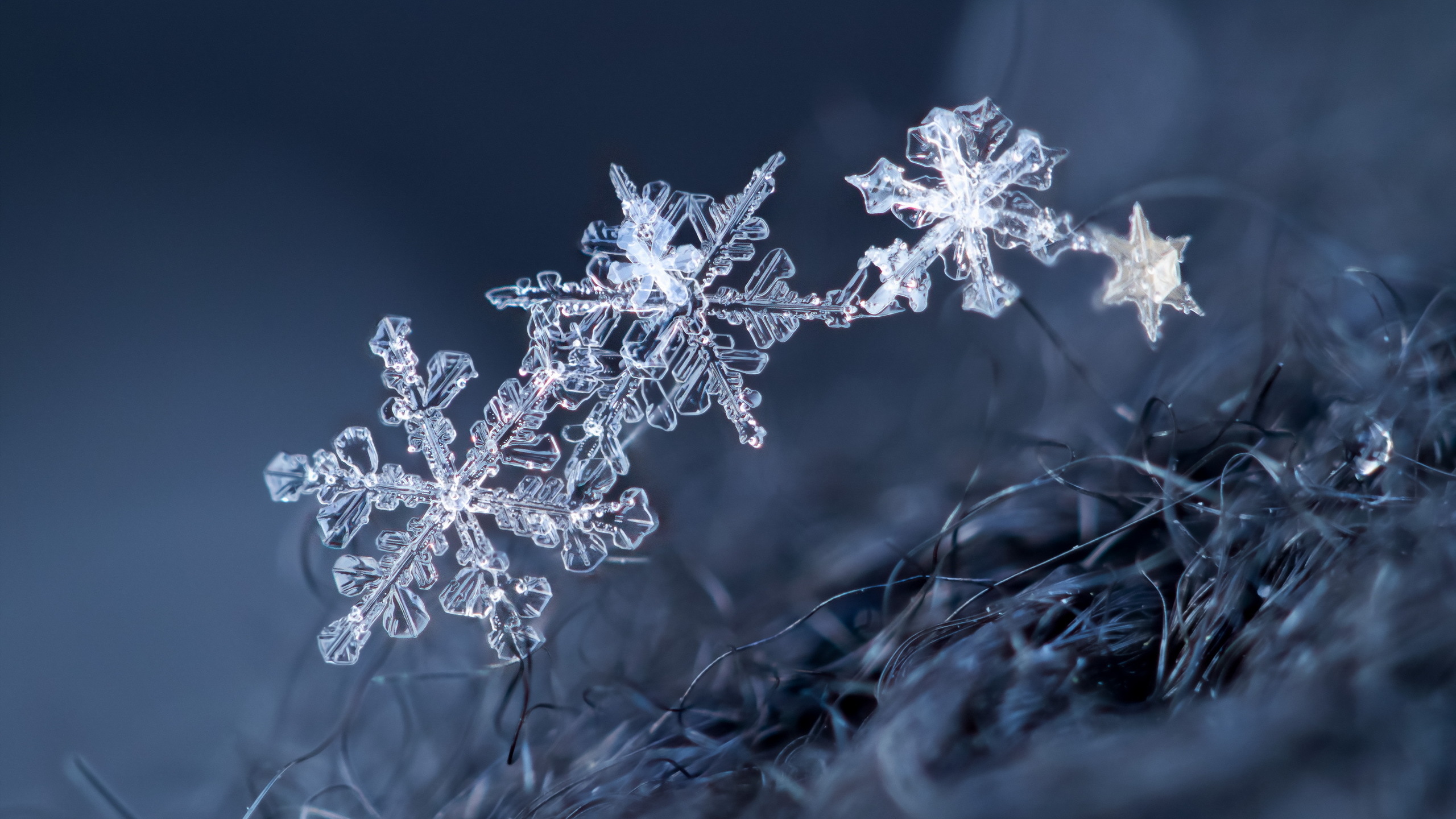 macro photography snowflakes