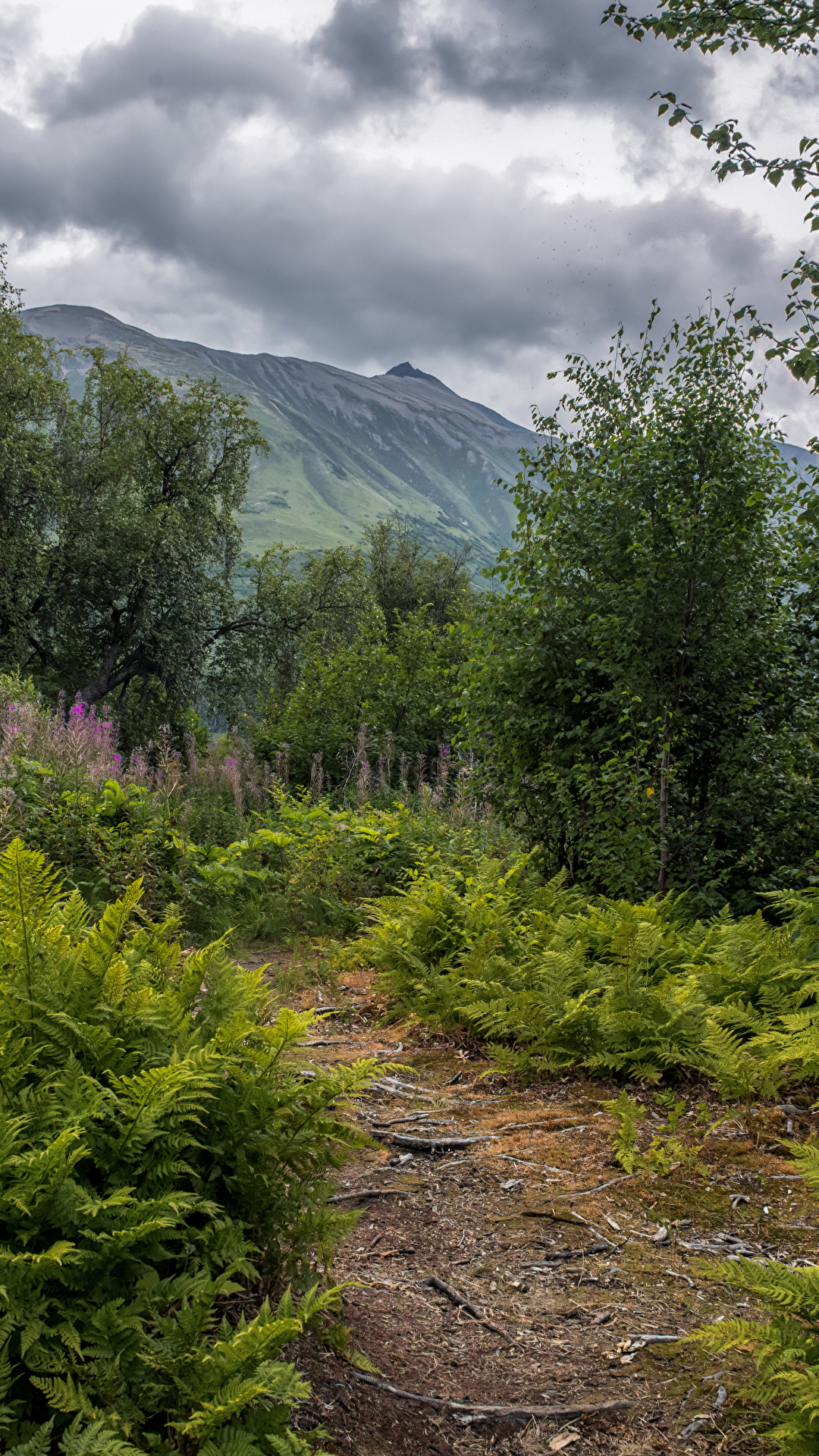 Фотография Аляска Chugach National Forest гора Природа 1080x1920