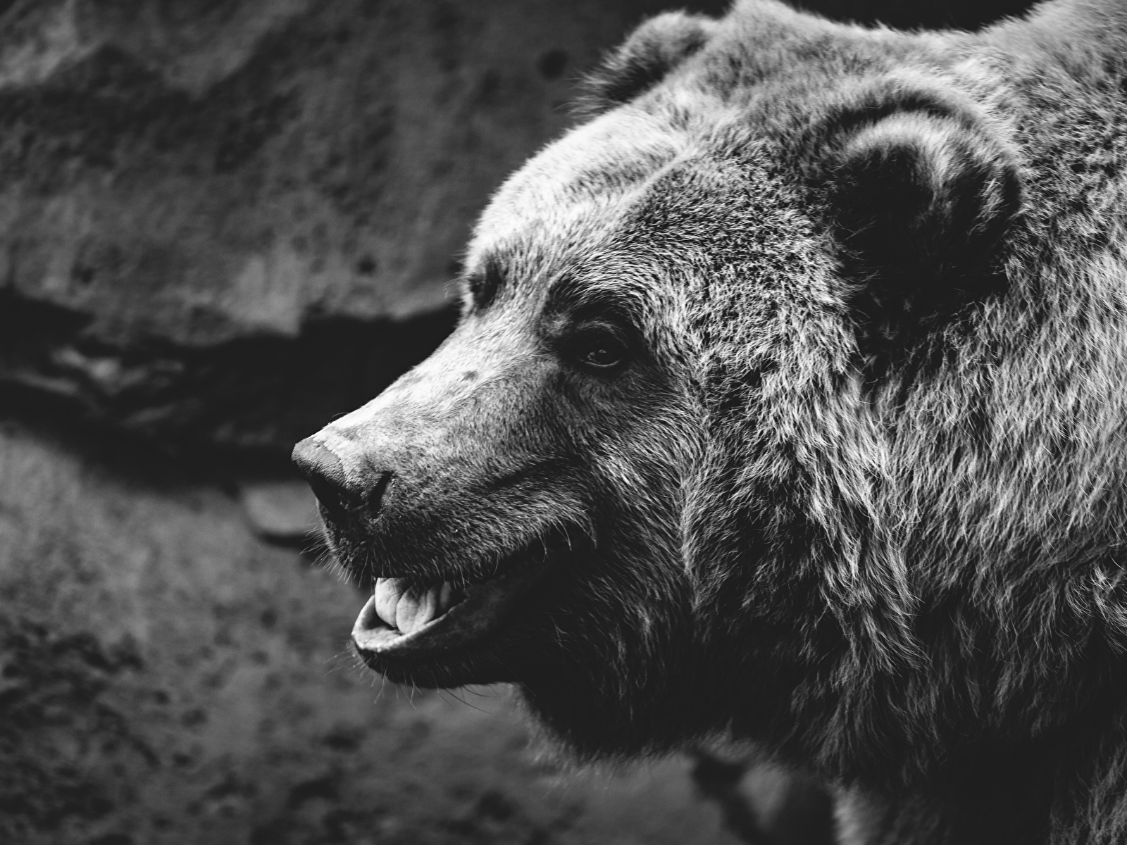 Pictures Brown Bears bear Snout Black and white Animals 1600x1200