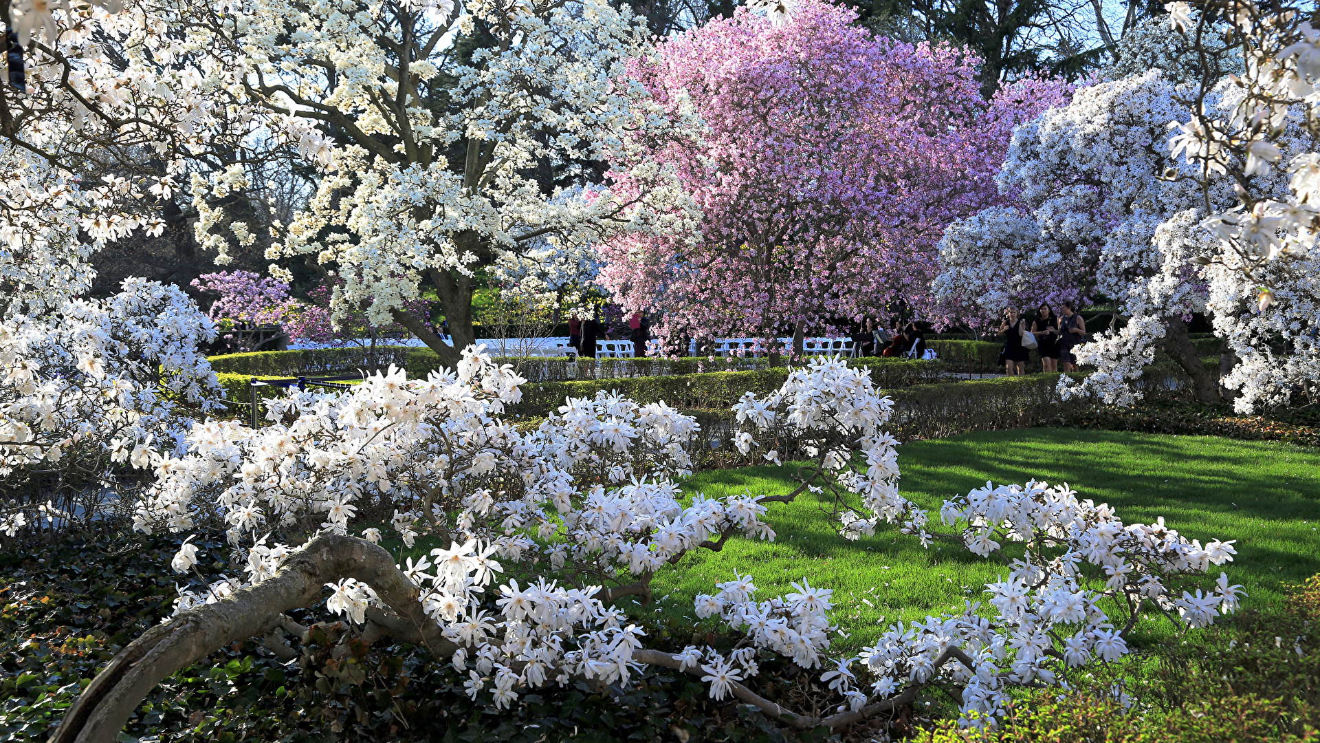 壁紙 19x1080 季節 春 アメリカ合衆国 花の咲く木 ガーデン Brooklyn Botanic Garden 自然 ダウンロード 写真