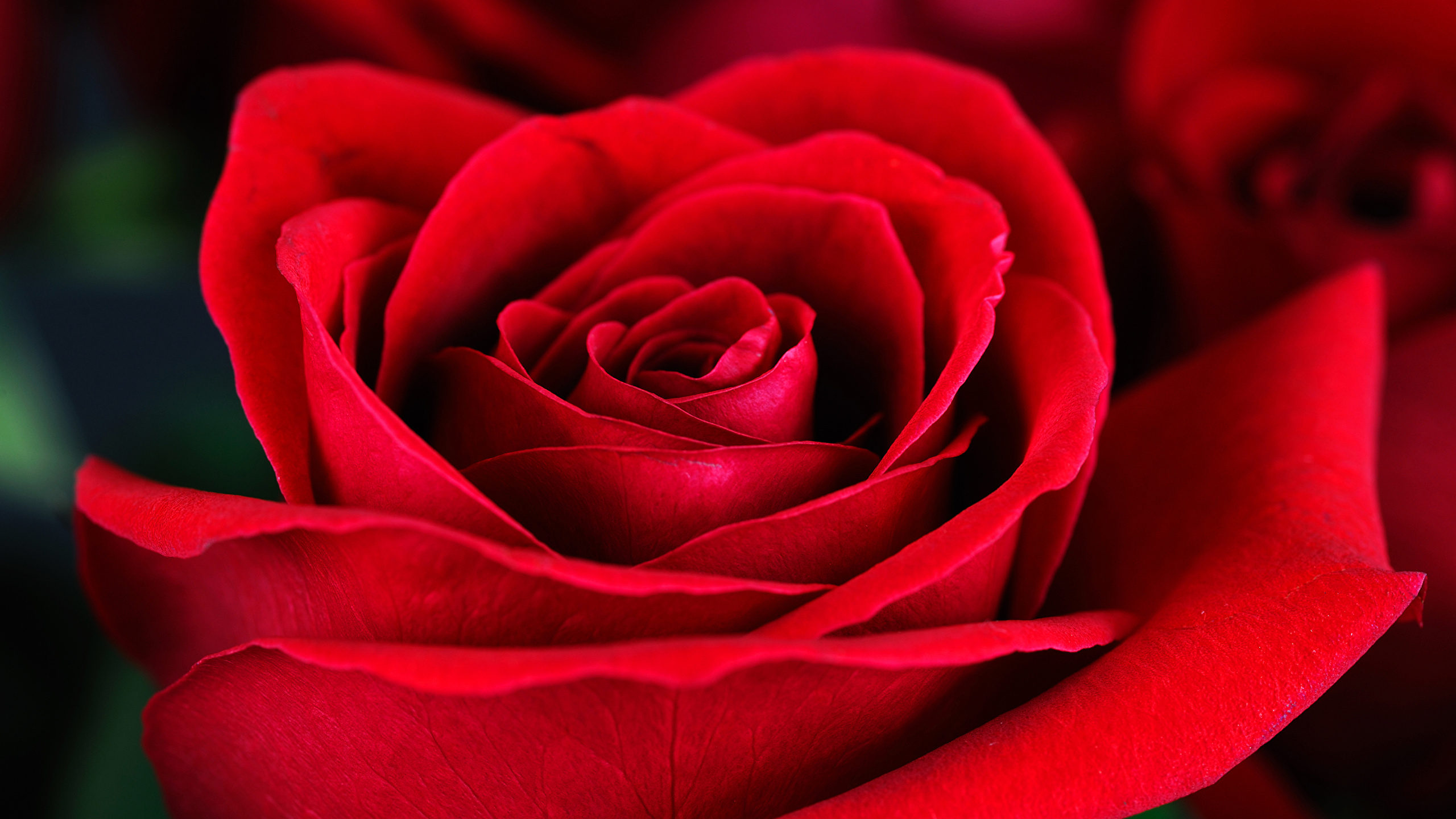 壁紙 2560x1440 バラ クローズアップ 赤 花 ダウンロード 写真