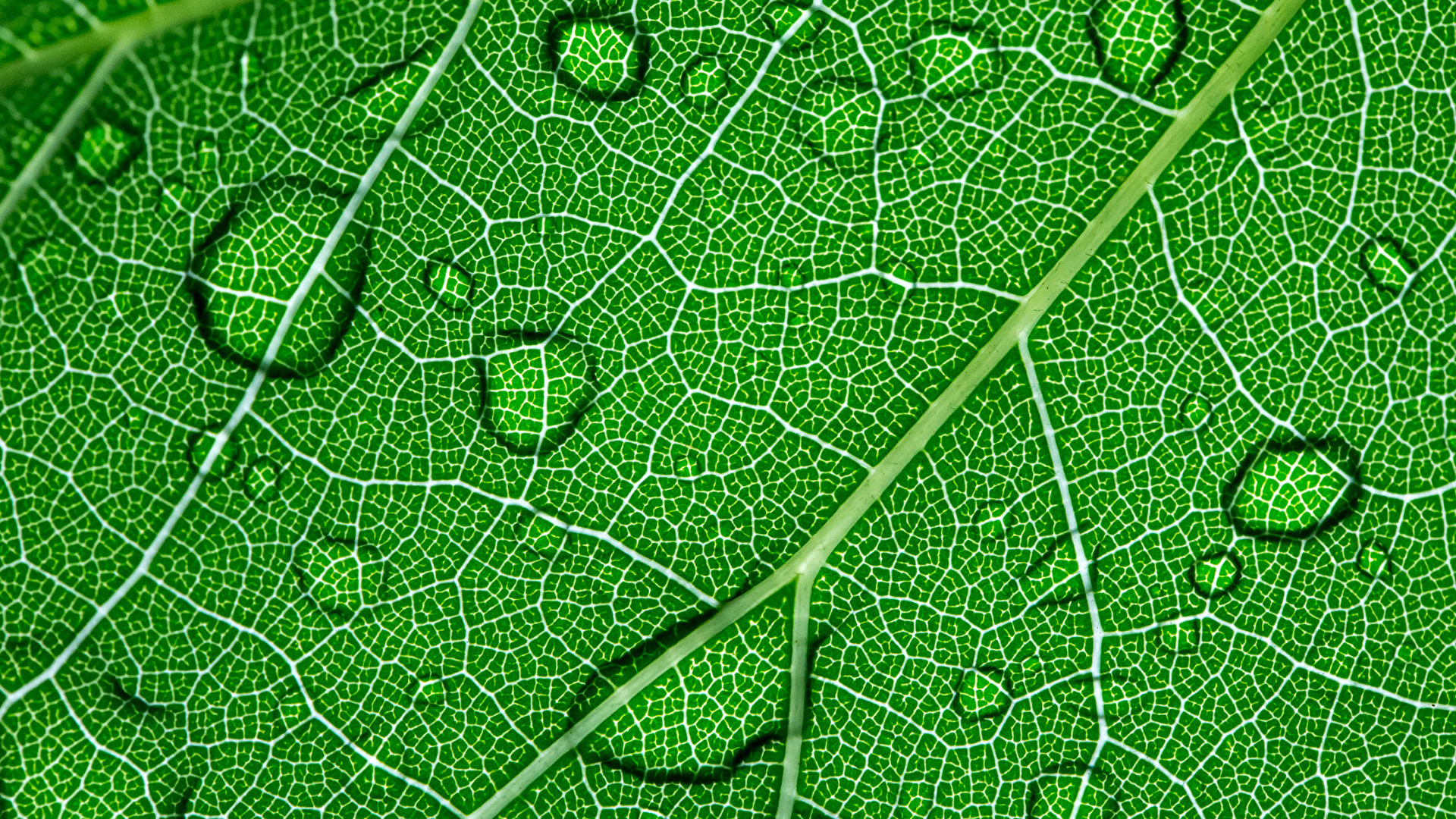 壁紙 1920x1080 クローズアップ 植物 接写 テクスチャー 水滴 緑 自然 ダウンロード 写真