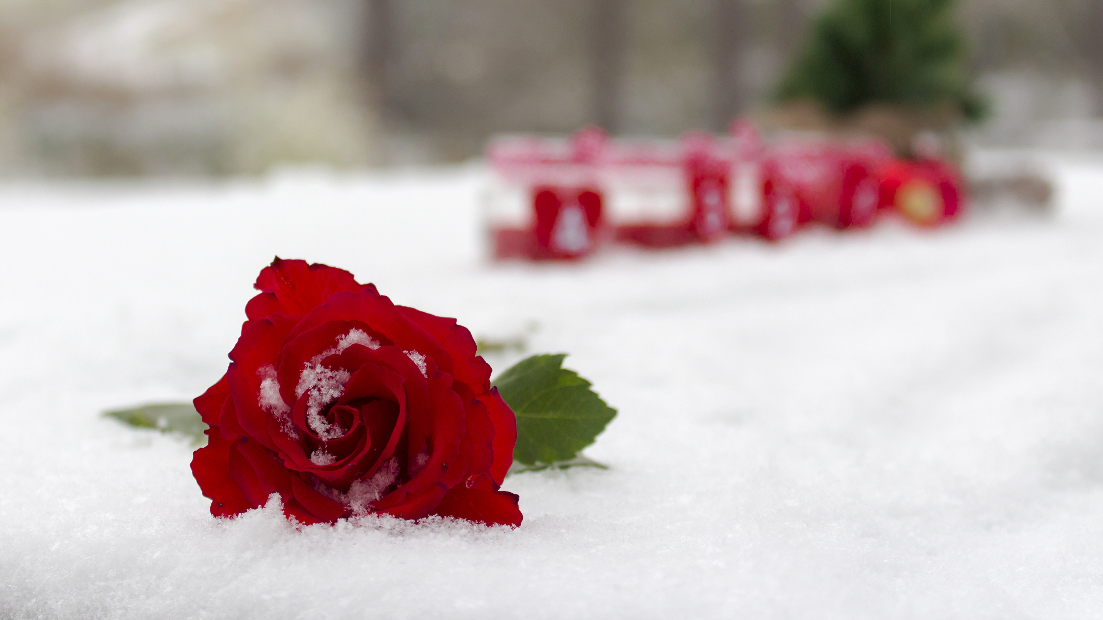 雪中玫瑰，美到心醉（18图）|玫瑰_新浪新闻