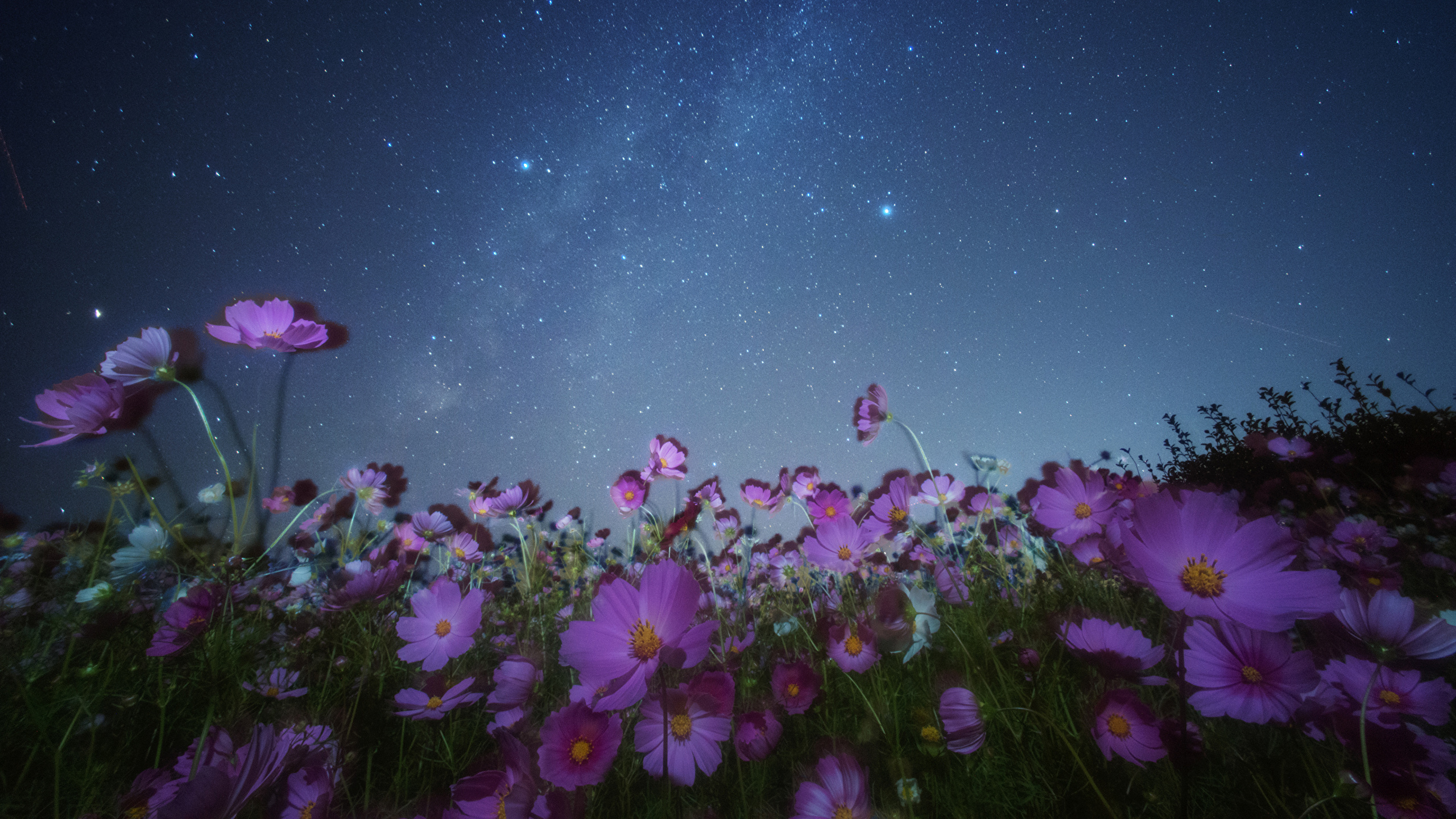 Fondos de Pantalla 2560x1440 Cosmos planta Cielo Estrella Noche Flores ...