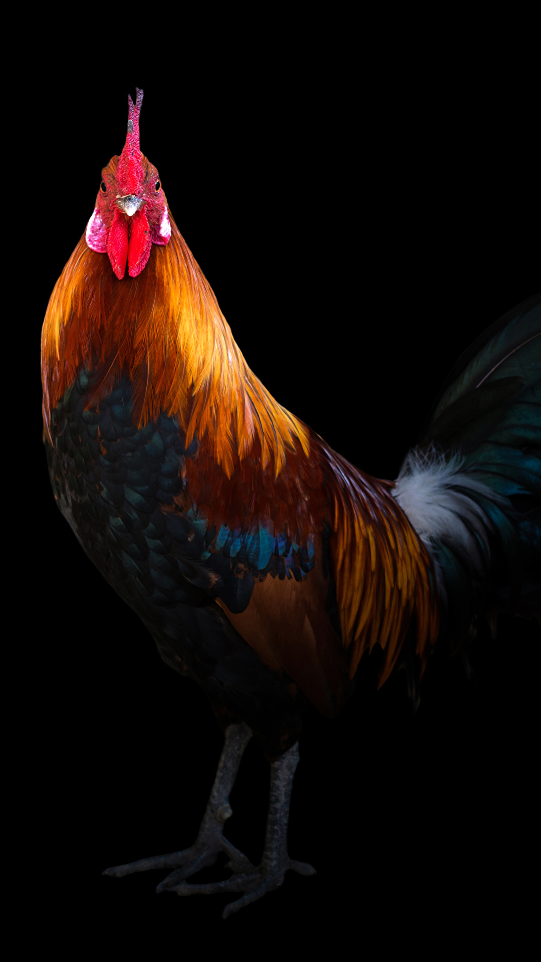 61 Game fowl ideas  game fowl fighting rooster rooster art
