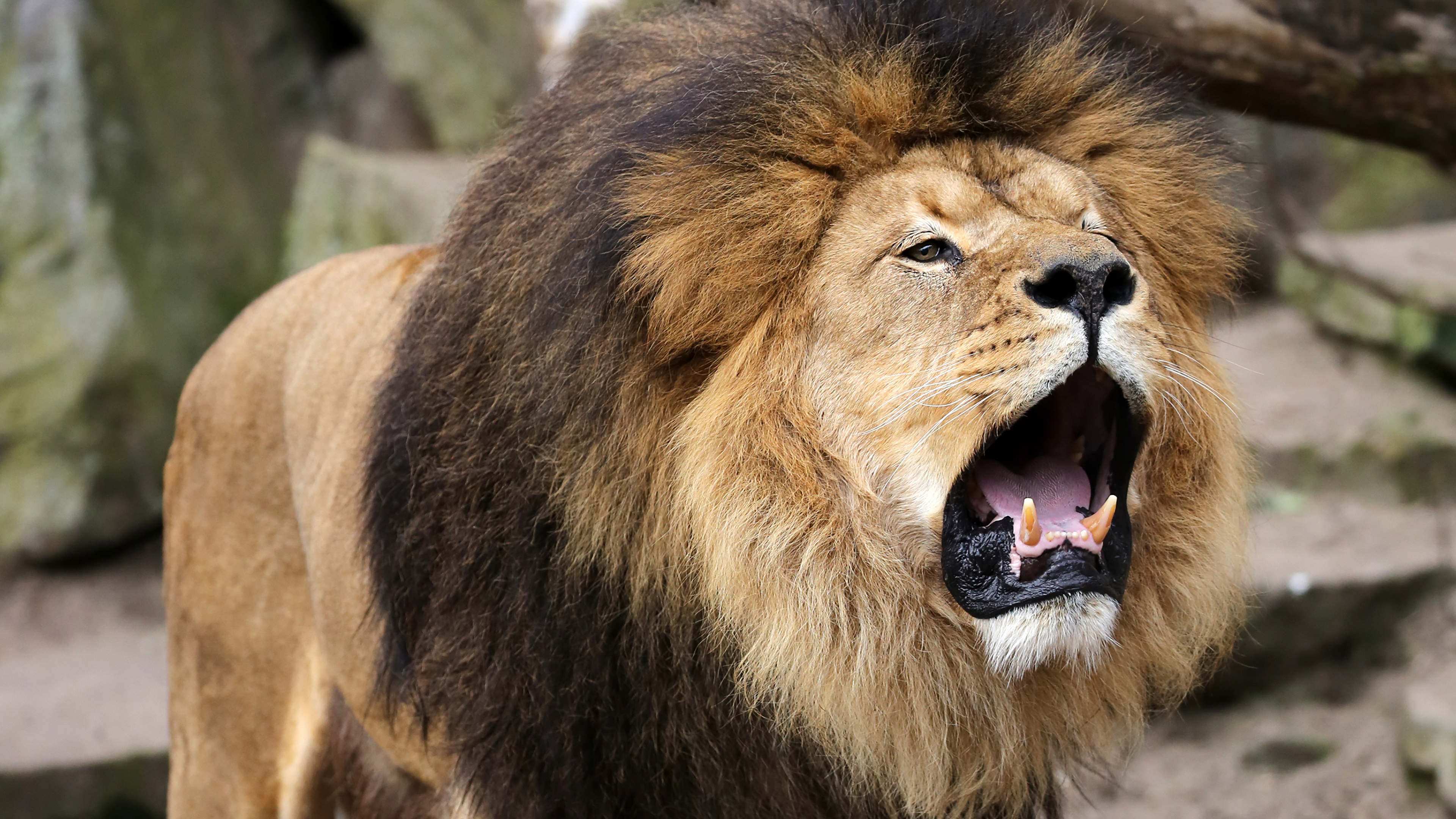 Lion roar sound effect : r/bigcats