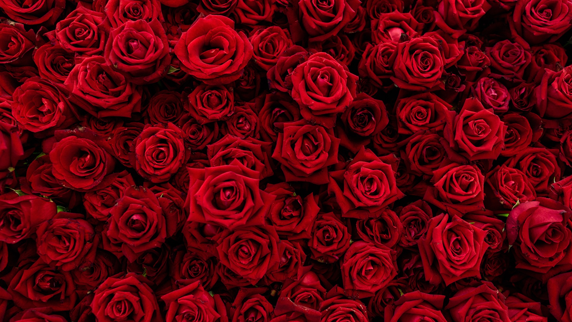壁紙 19x1080 バラ テクスチャー たくさん 赤 花 ダウンロード 写真