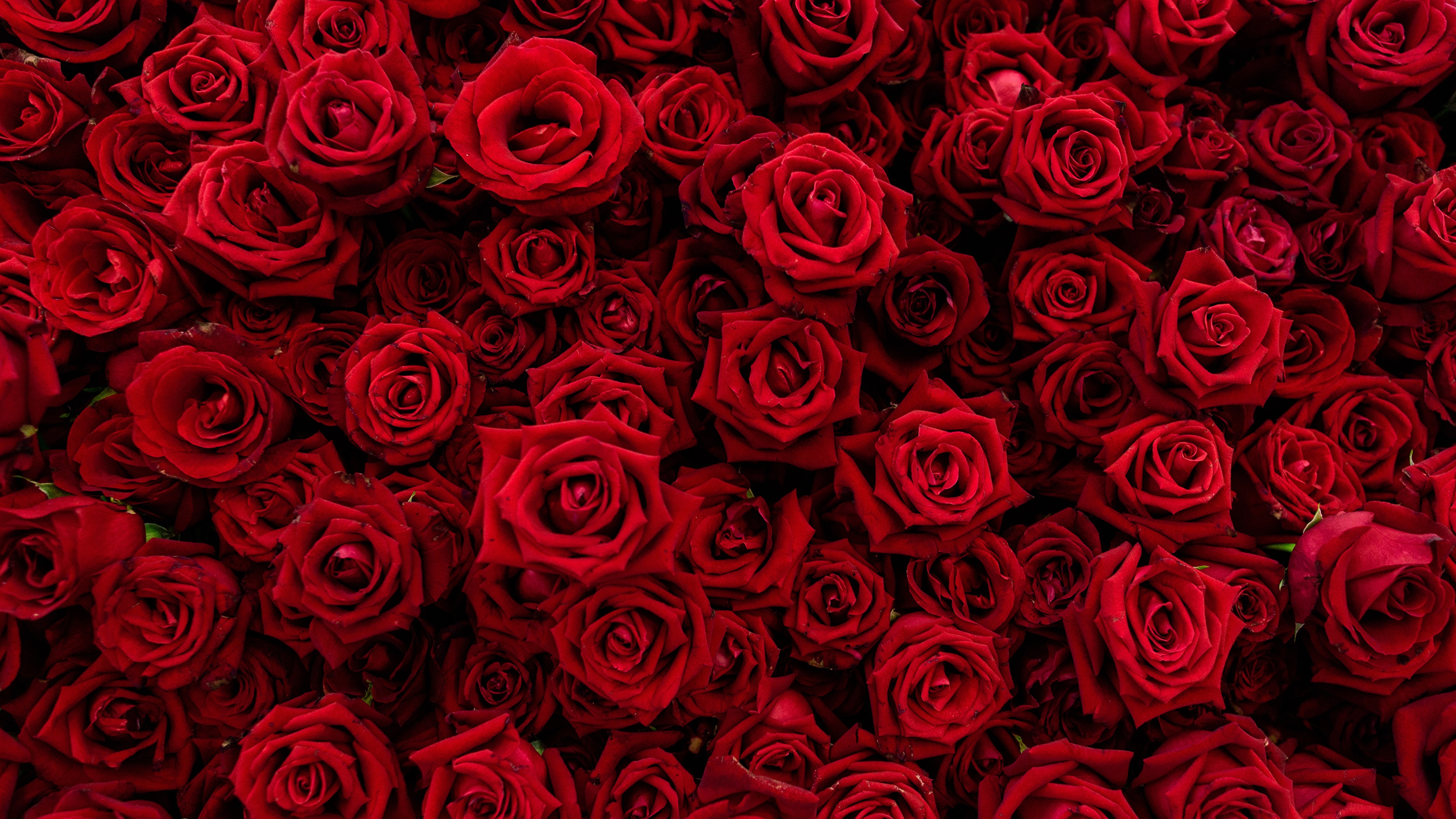 Rose Texture Background