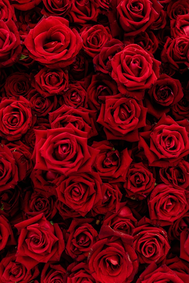 Fondos de Pantalla 640x960 Rosas Textura Muchas Rojo Flores descargar  imagenes