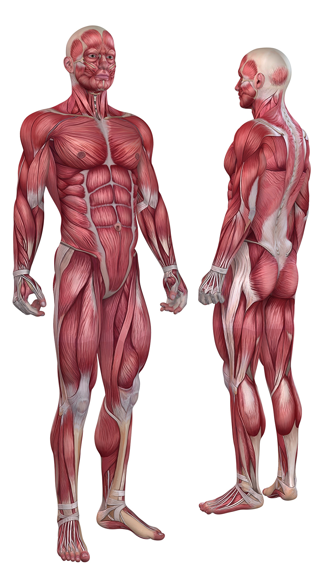 muscle anatomy wallpaper