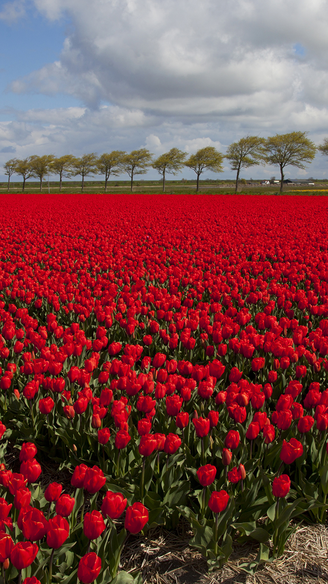 Picture Netherlands Red tulip Fields flower Many 1080x1920