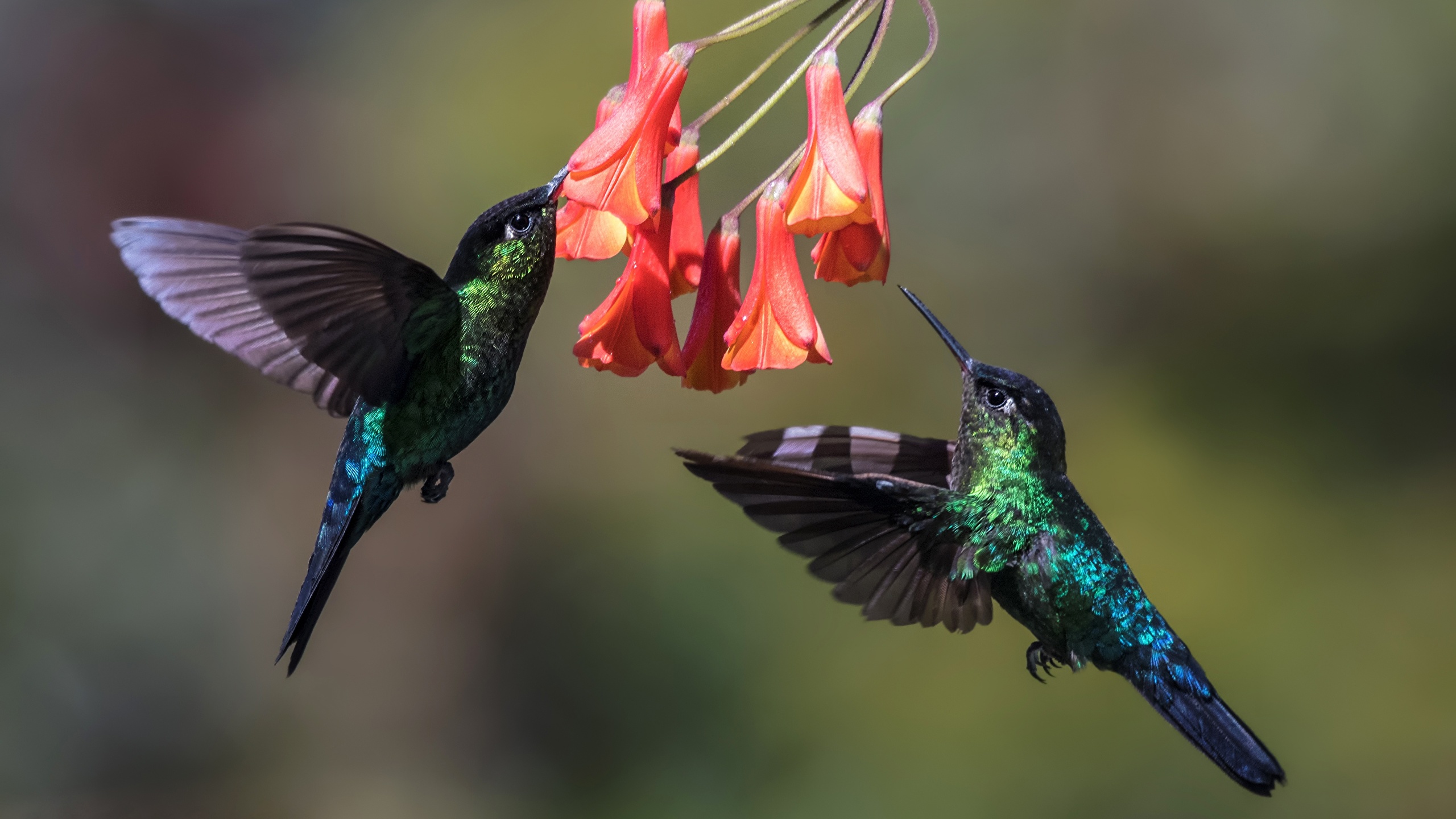 壁紙 2560x1440 鳥類 ハチドリ 2 二つ 動物 ダウンロード 写真